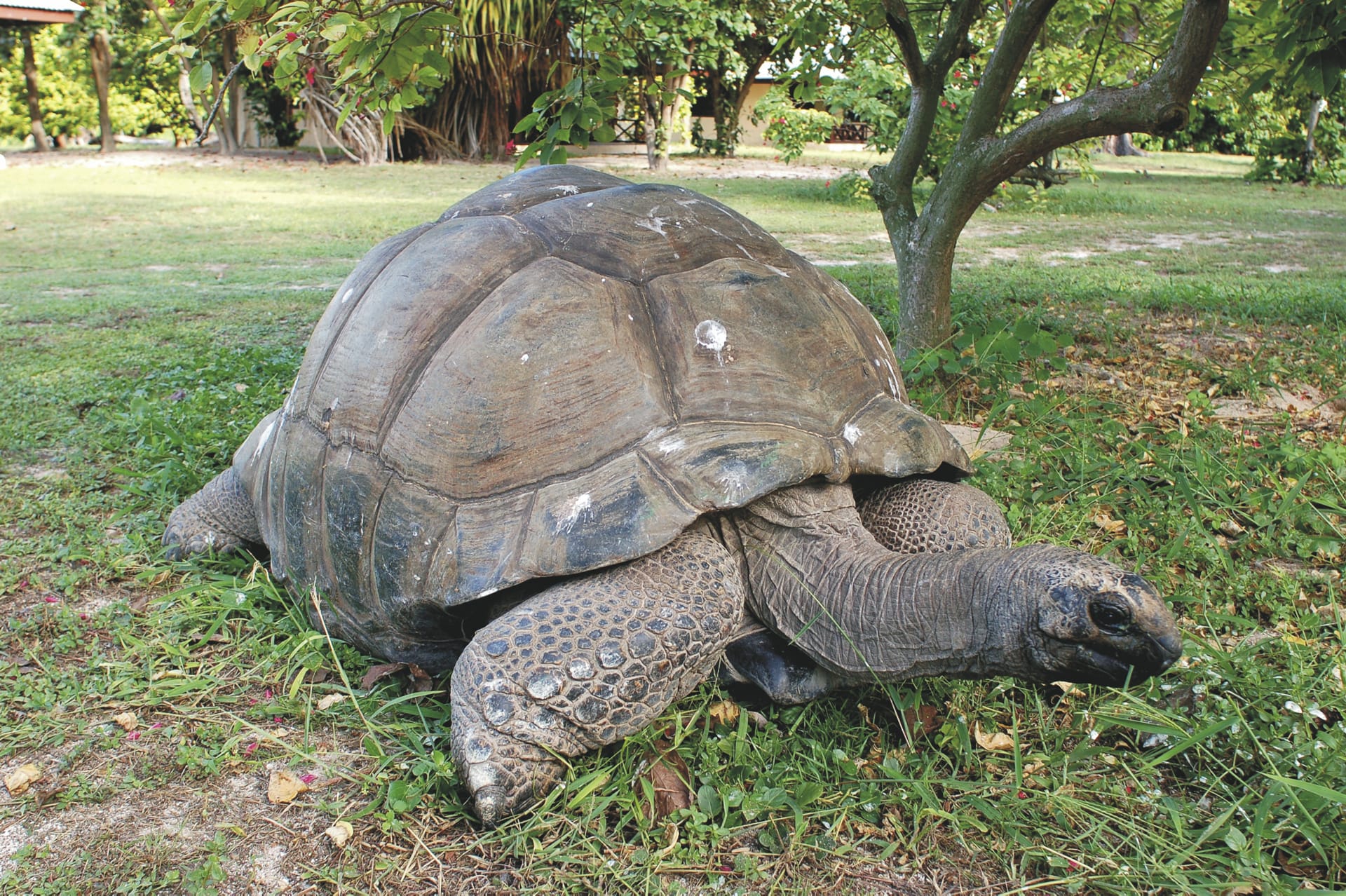 IOZ_SEY_20180804_OL_1_10