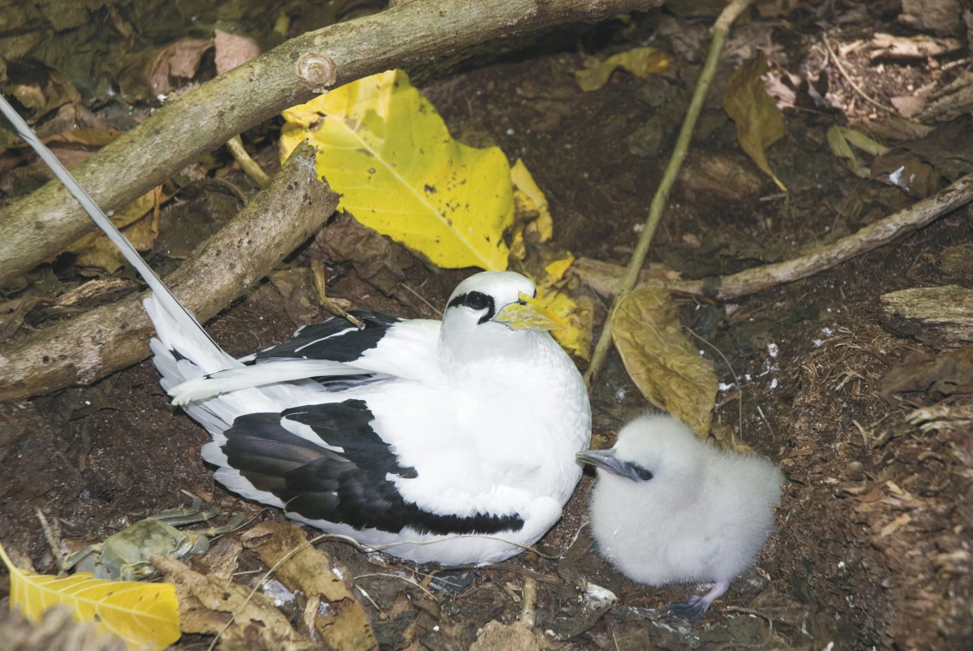 IOZ_SEY_20180804_OL_1_11