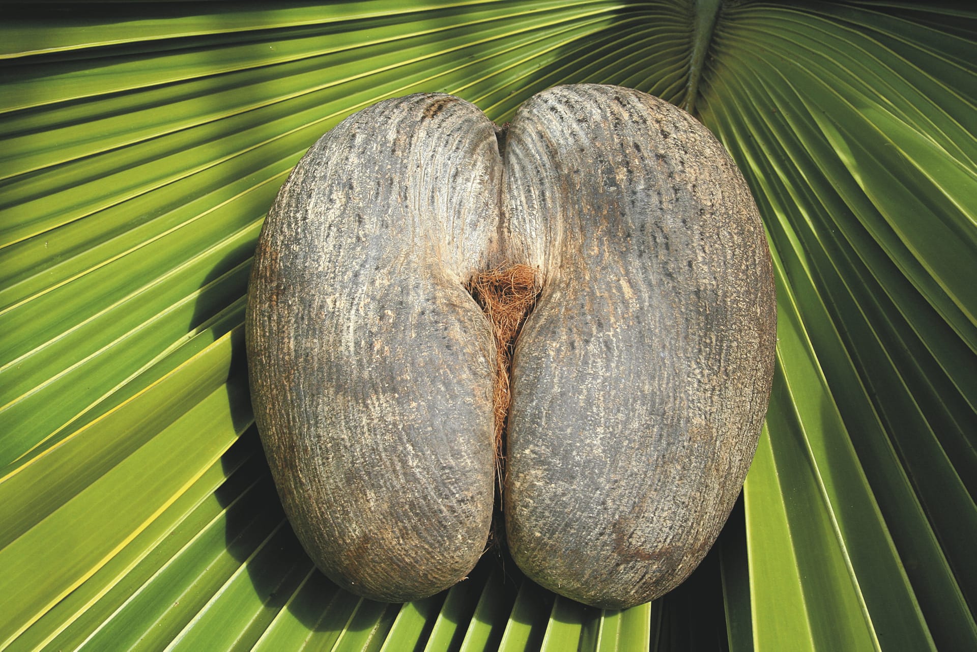 IOZ_SEY_20180804_OL_1_9