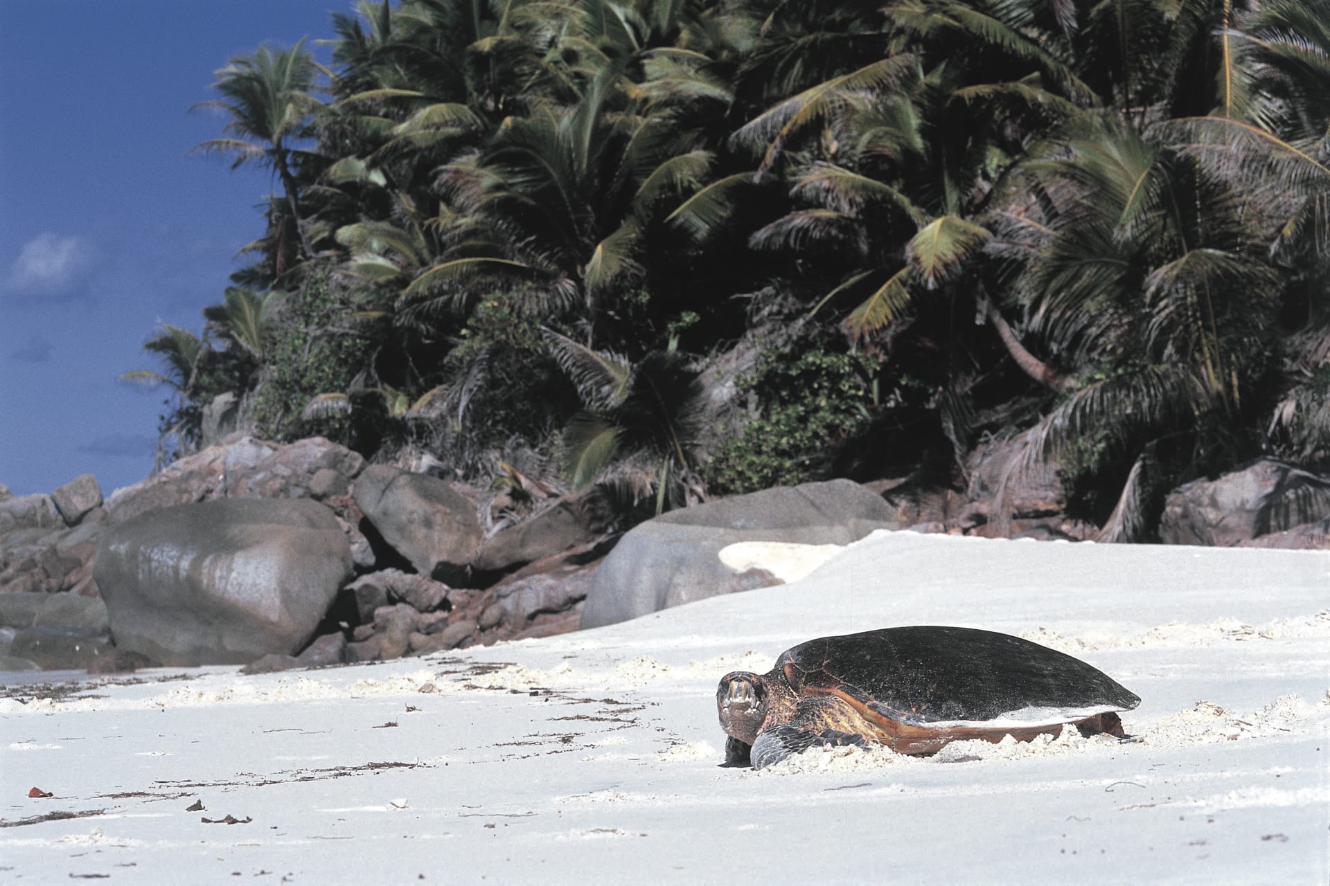 IOZ_SEY_270_20080219_MM