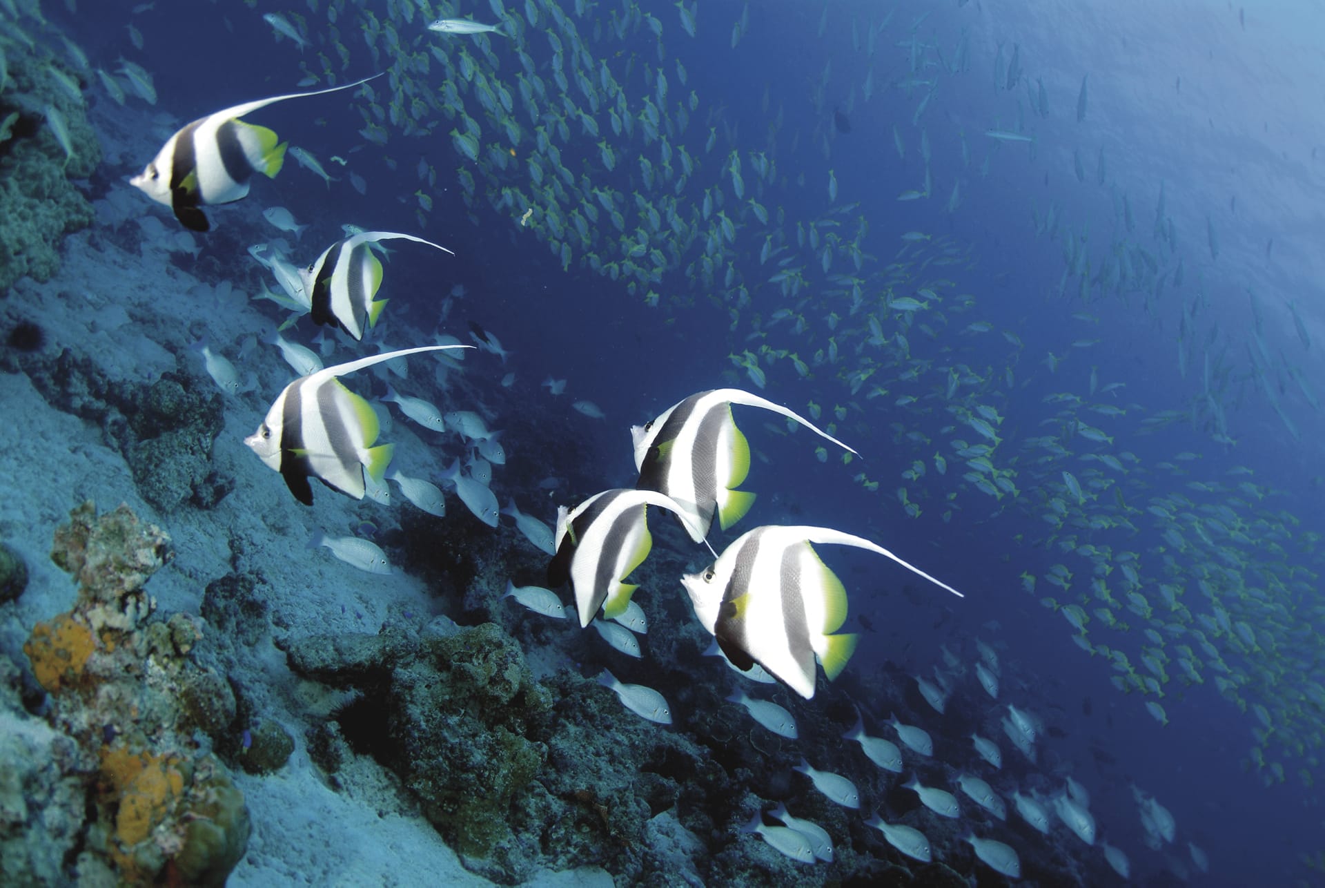 IOZ_SEY_887_20070807_SS