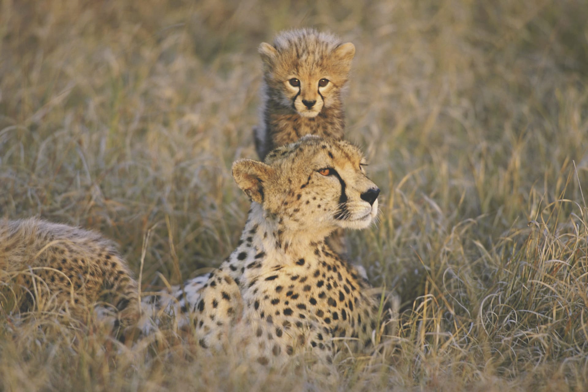 KEN_DIV_947_20070822_SS