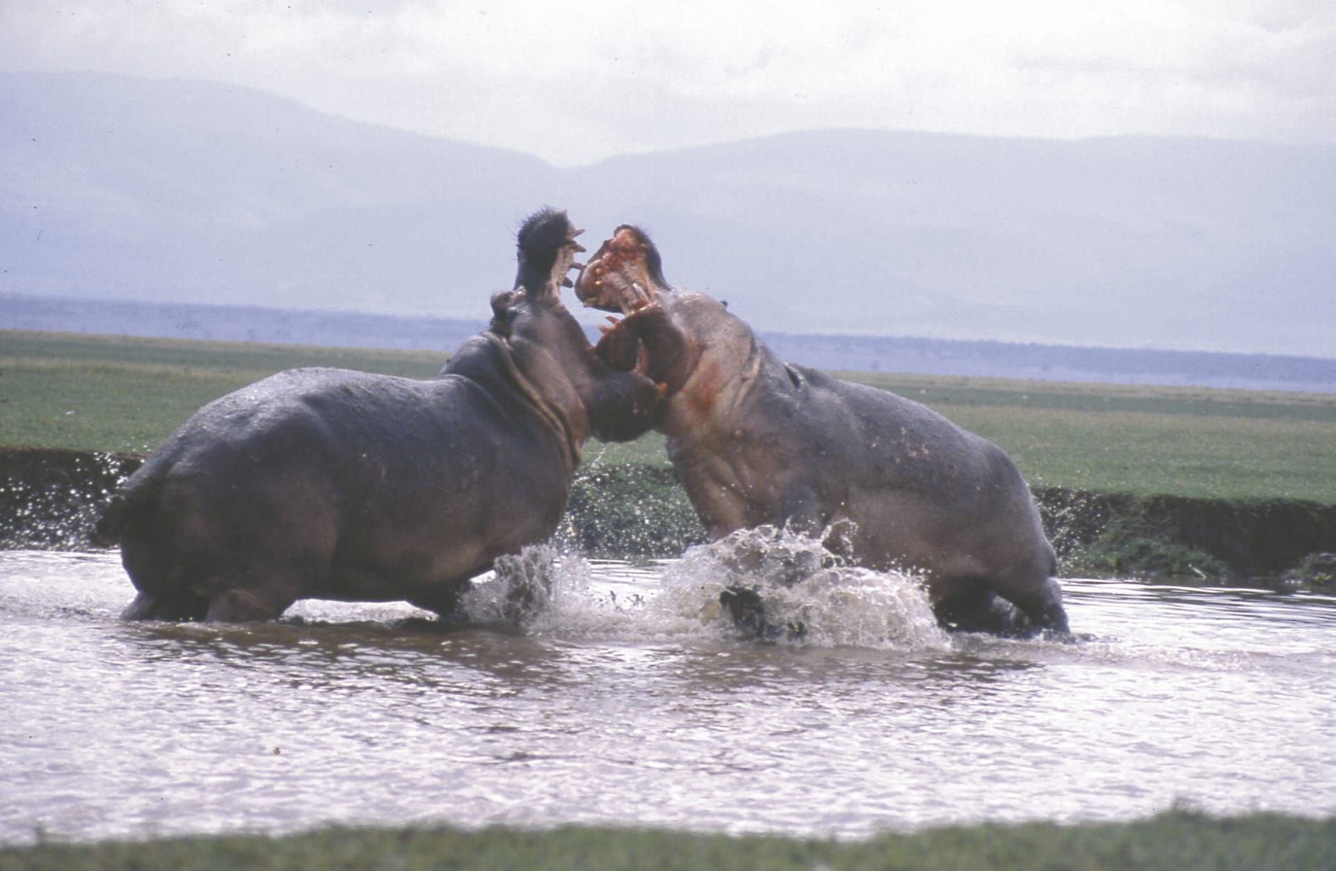 KEN_DIV_948_20070822_SS