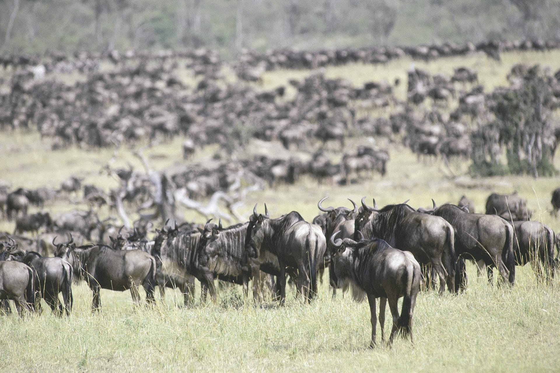 KEN_DIV_950_20070822_SS