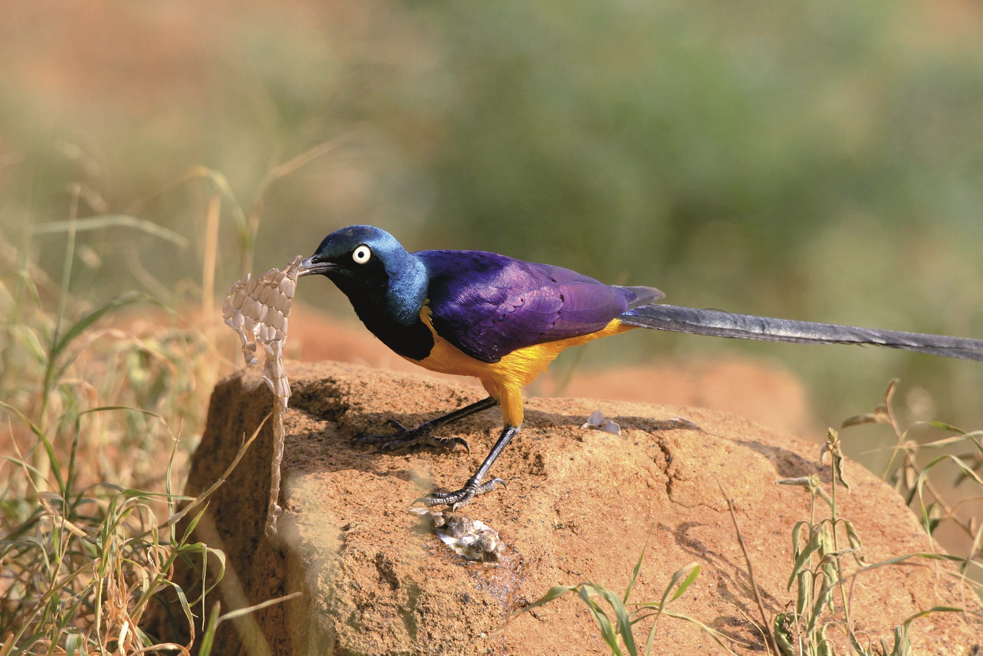 KEN_REG_079_20150625_DIA