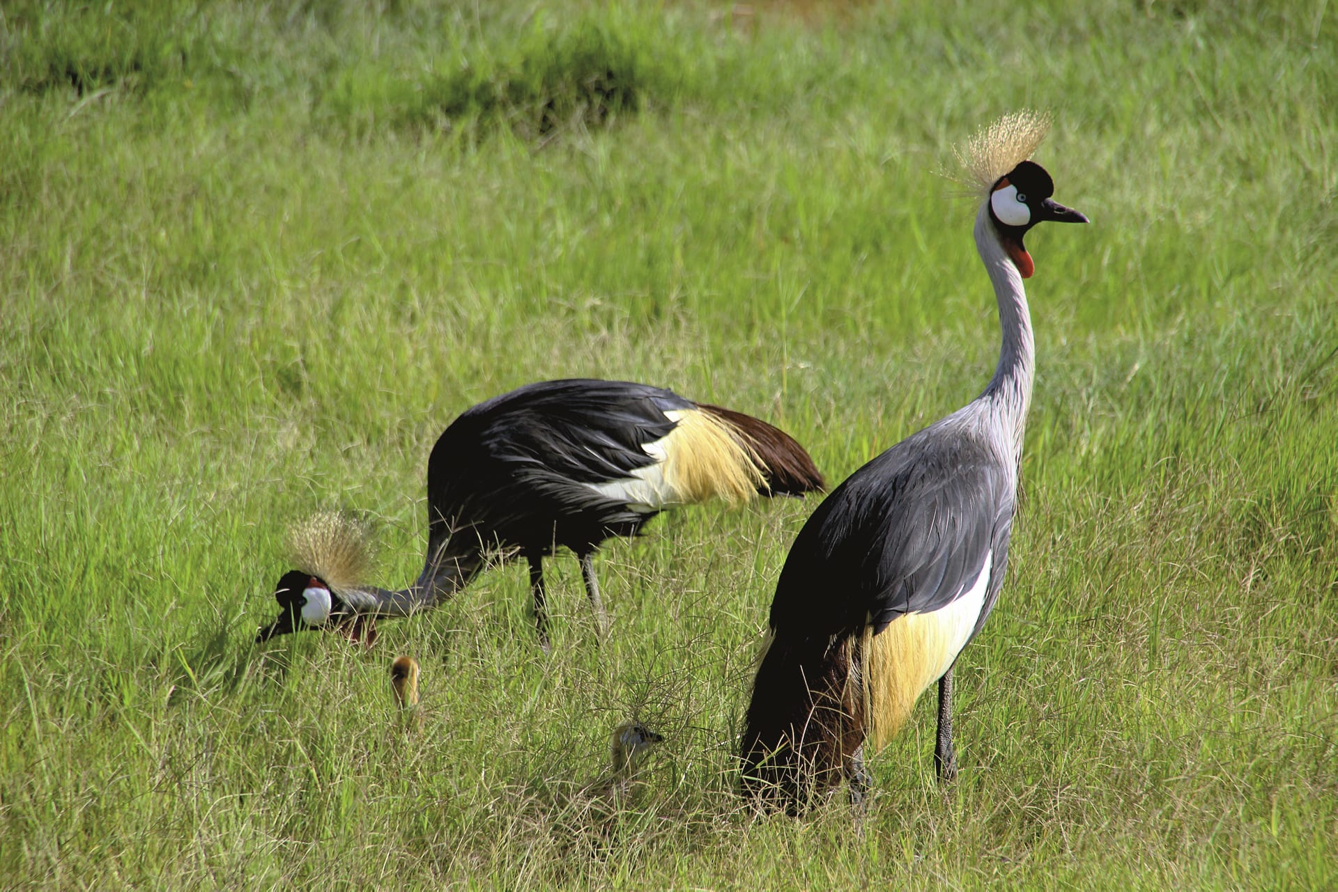 KEN_REG_094_20150625_DIA