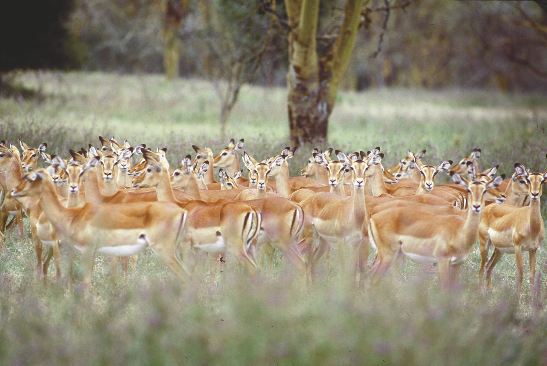 KEN_REG_097_20070404_BR