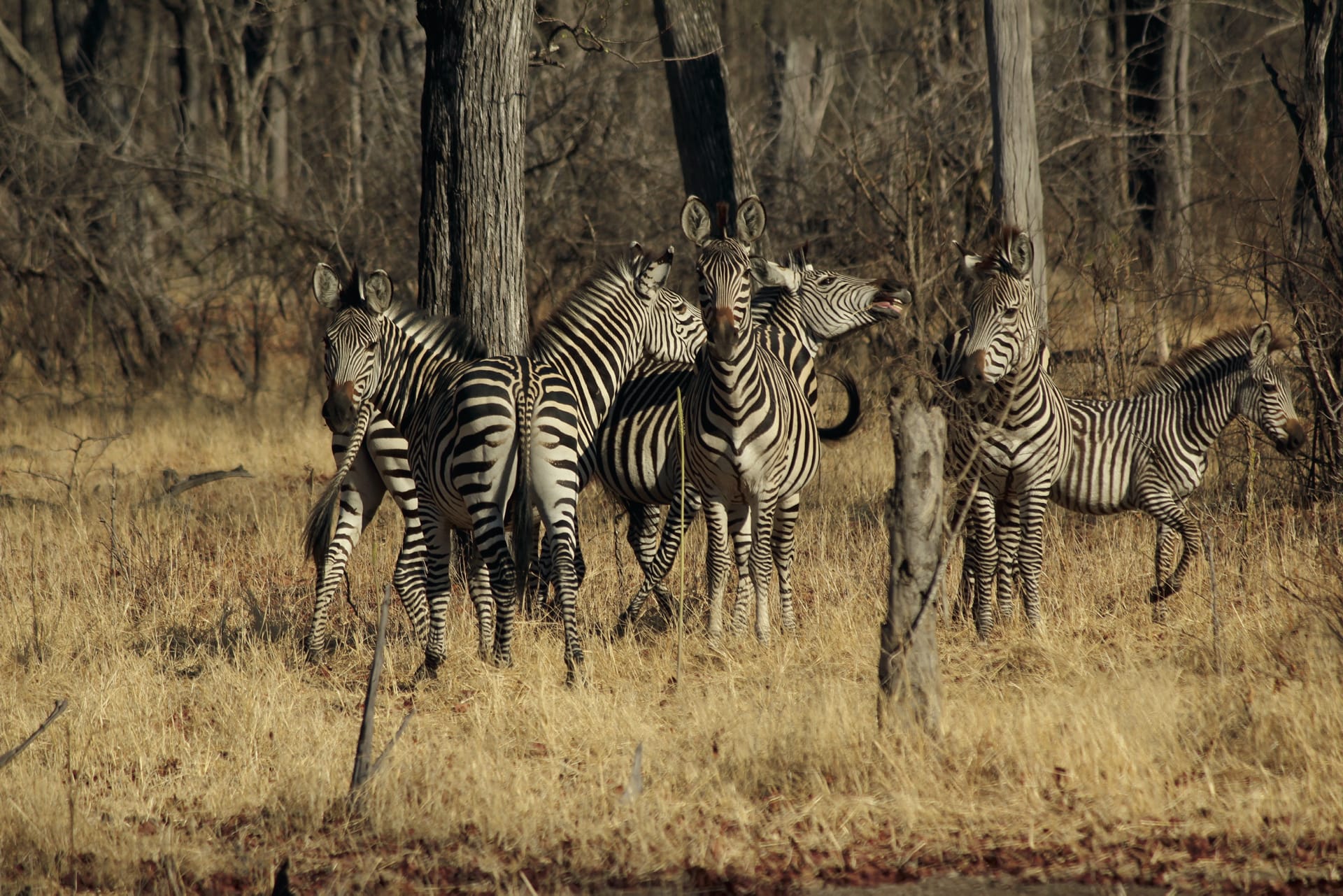 MAL_REG_113_20170116_AD