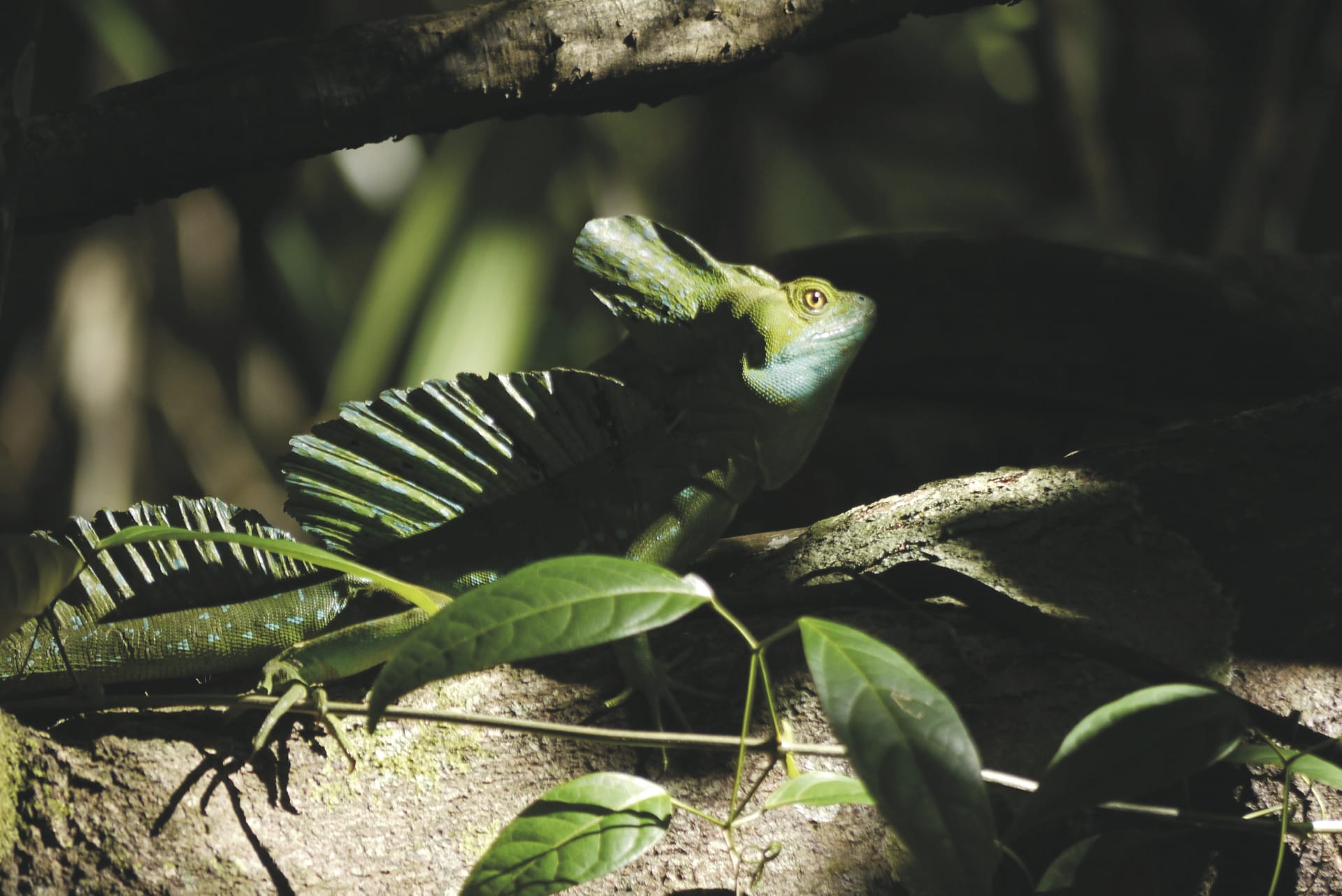 MAM_CR_017_20150629_KA