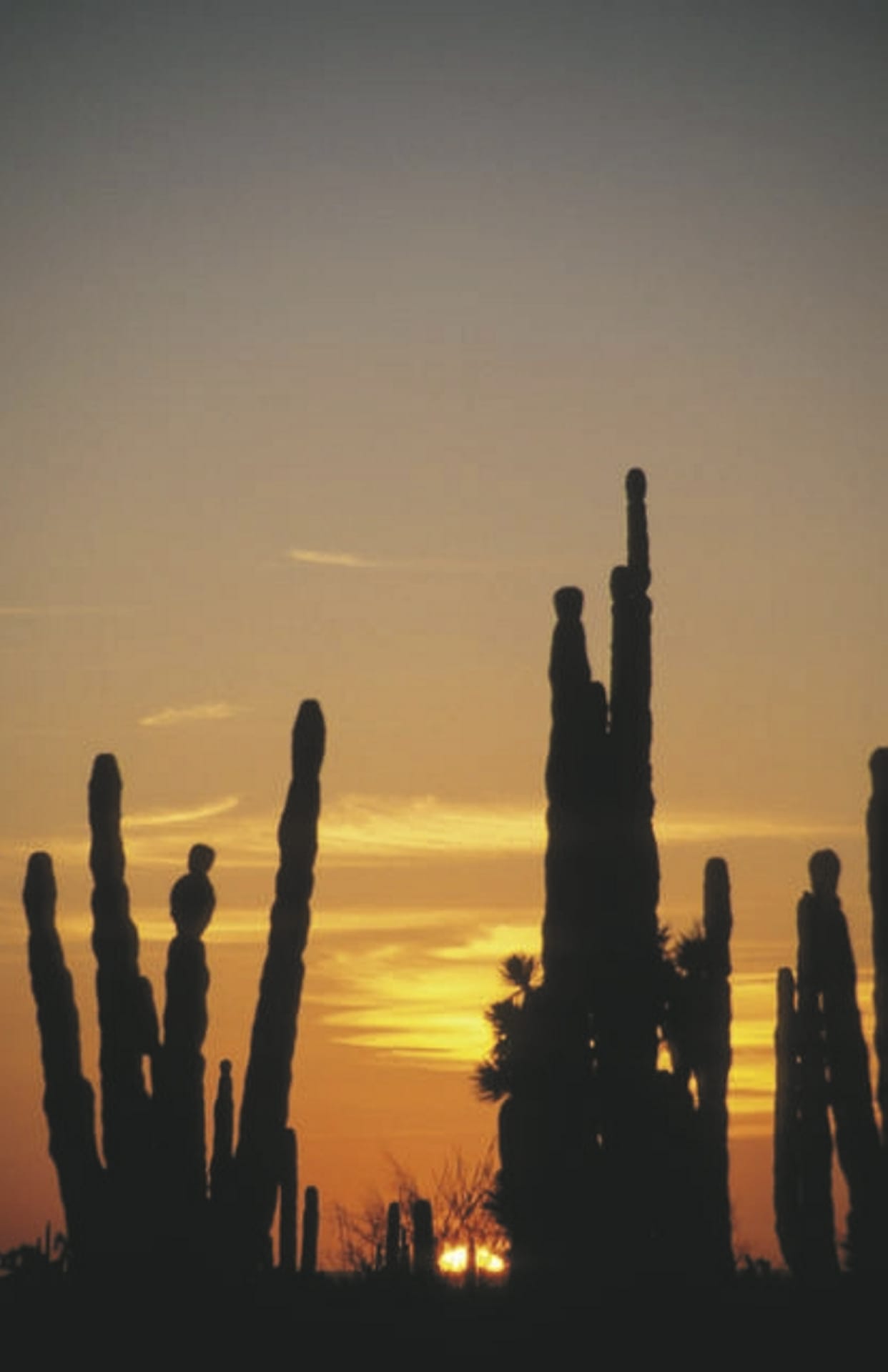 MAM_MX_005_20090804_KA