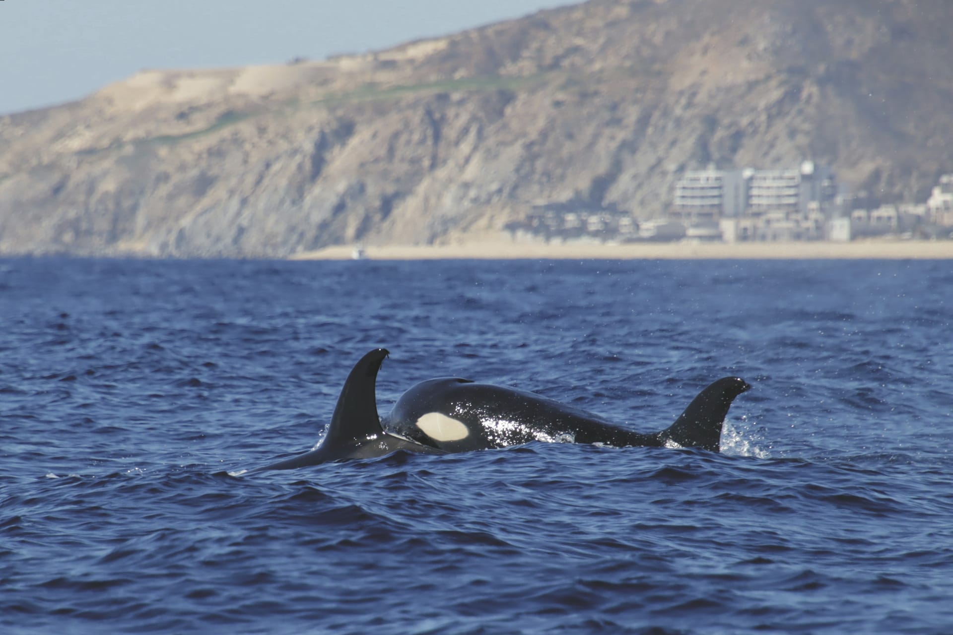 MAM_MX_20250205_HG_12