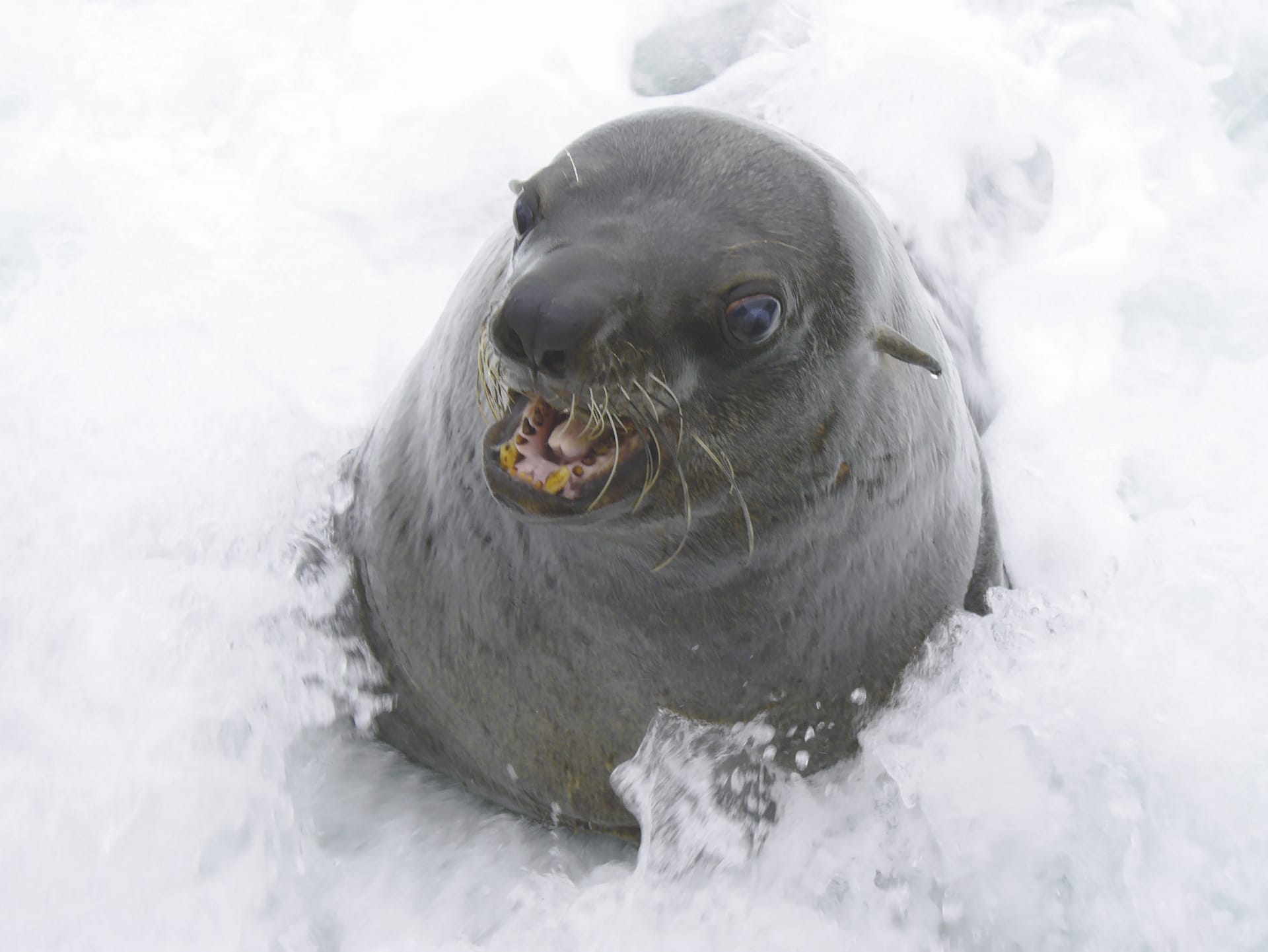 NA_REG_113_20070912_MM