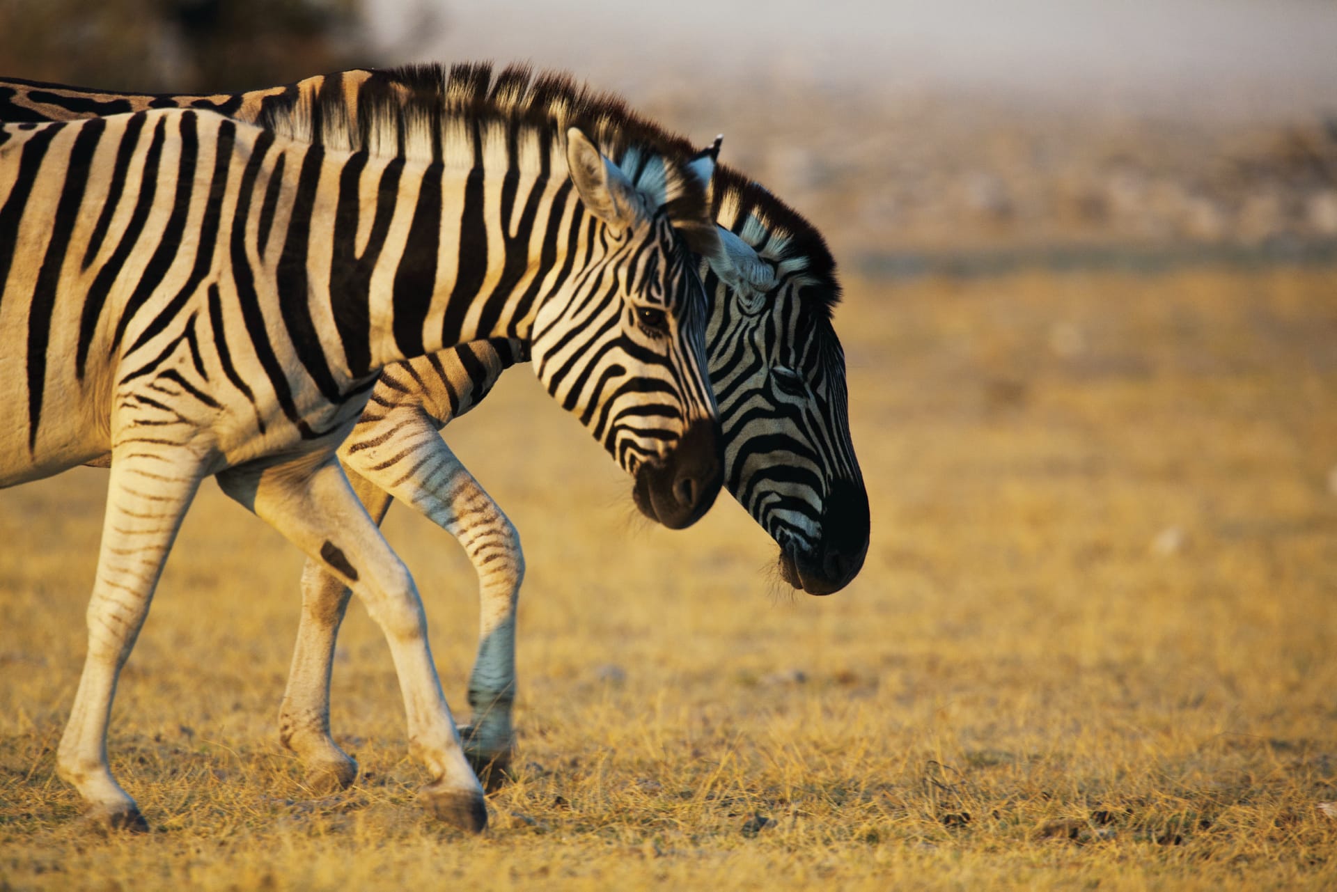 NA_REG_444_20120626_ss