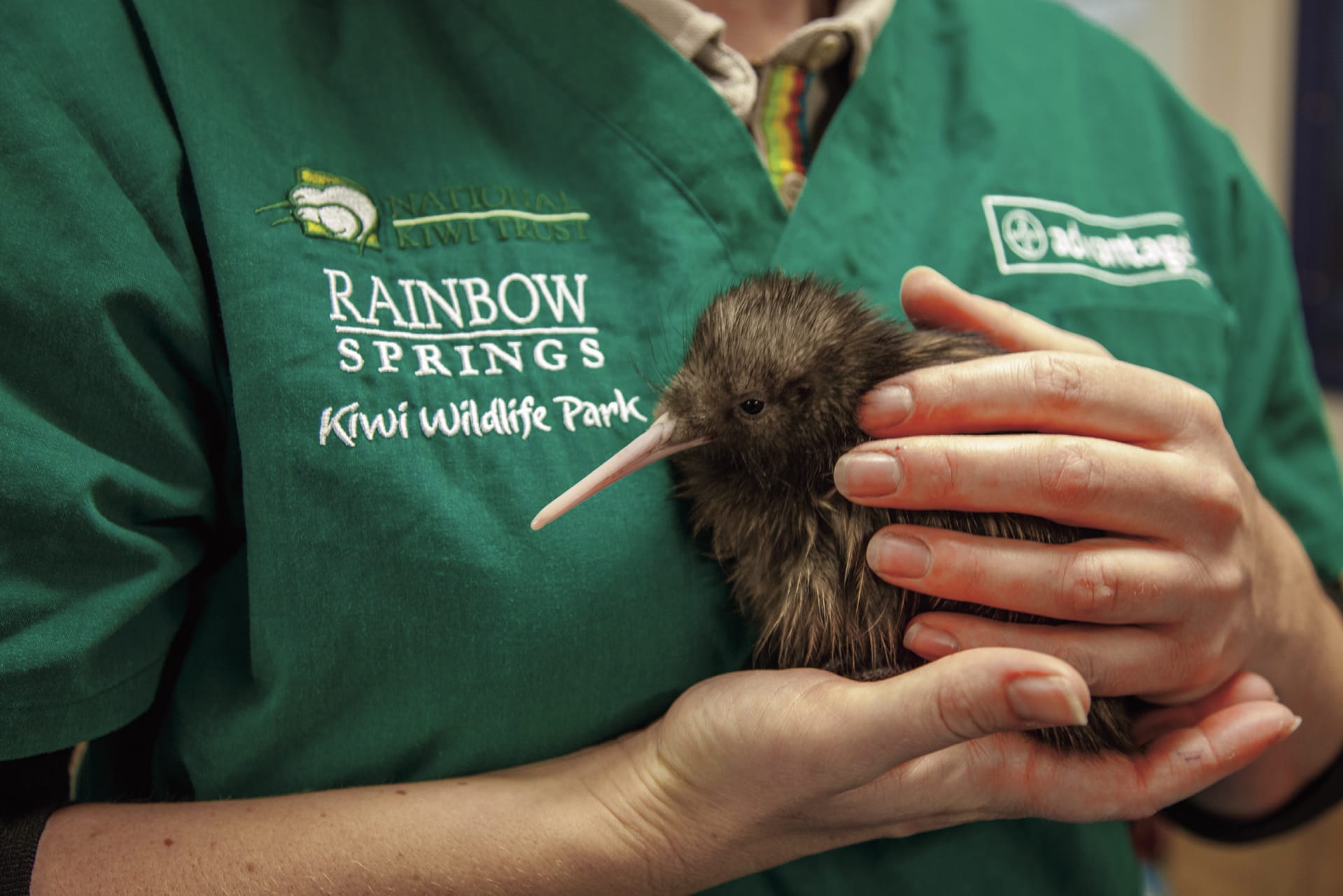 NZL_DIV_009_20180125_ss