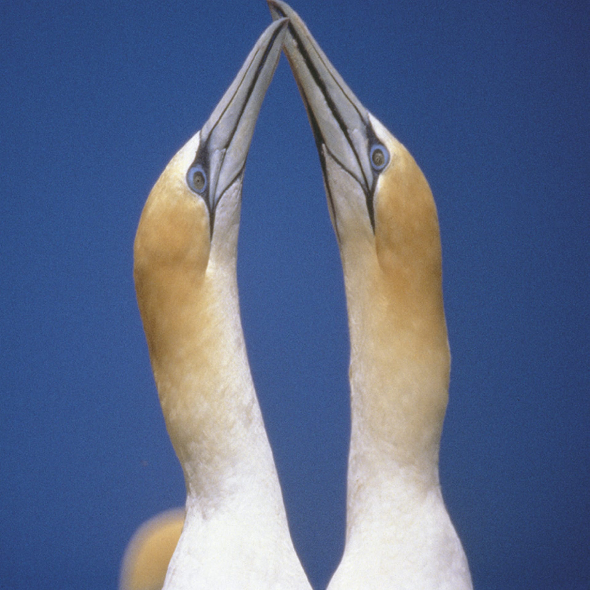 NZL_DIV_058_20071015_IVB