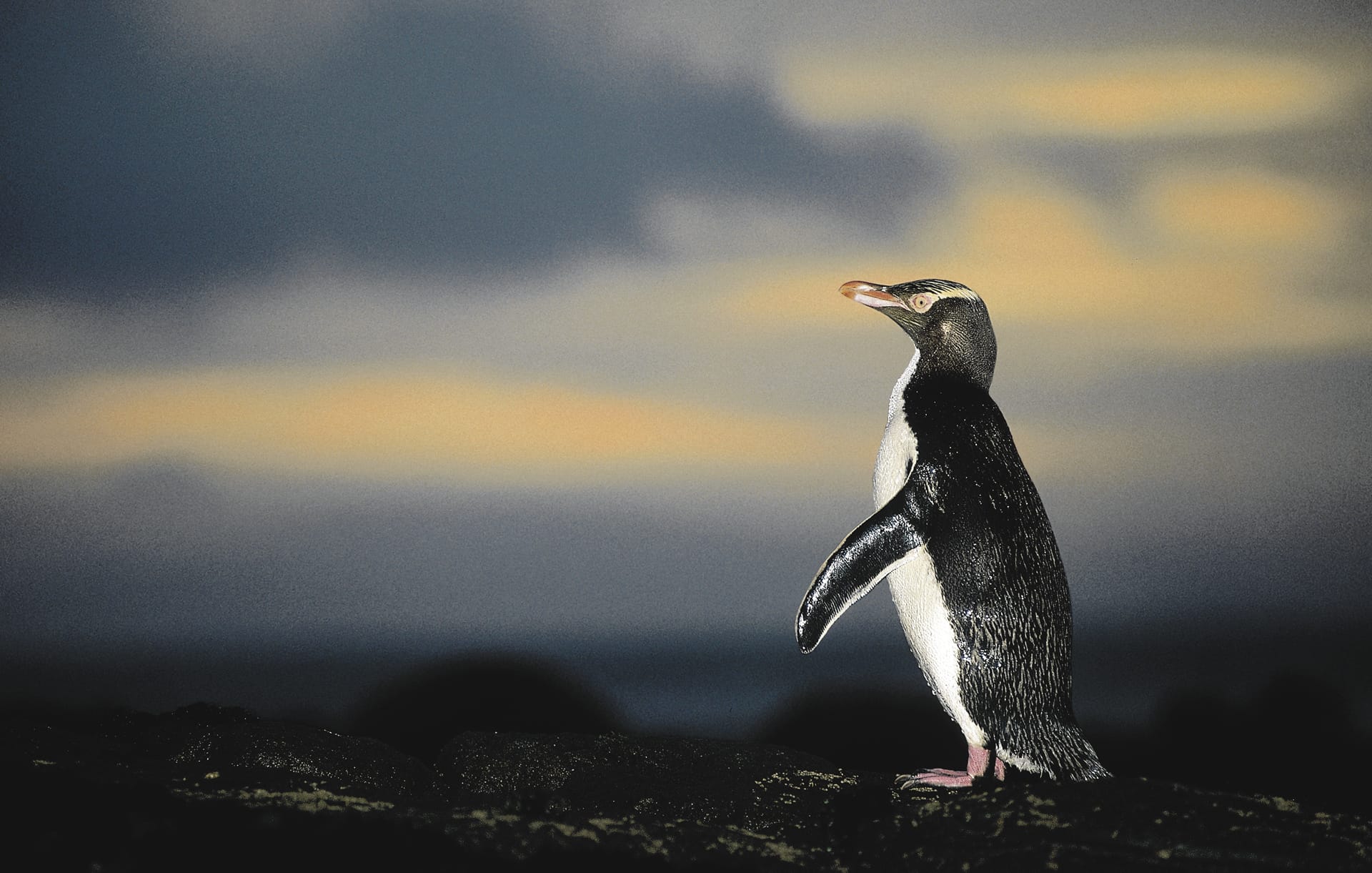 NZL_DIV_323_20090729_SS