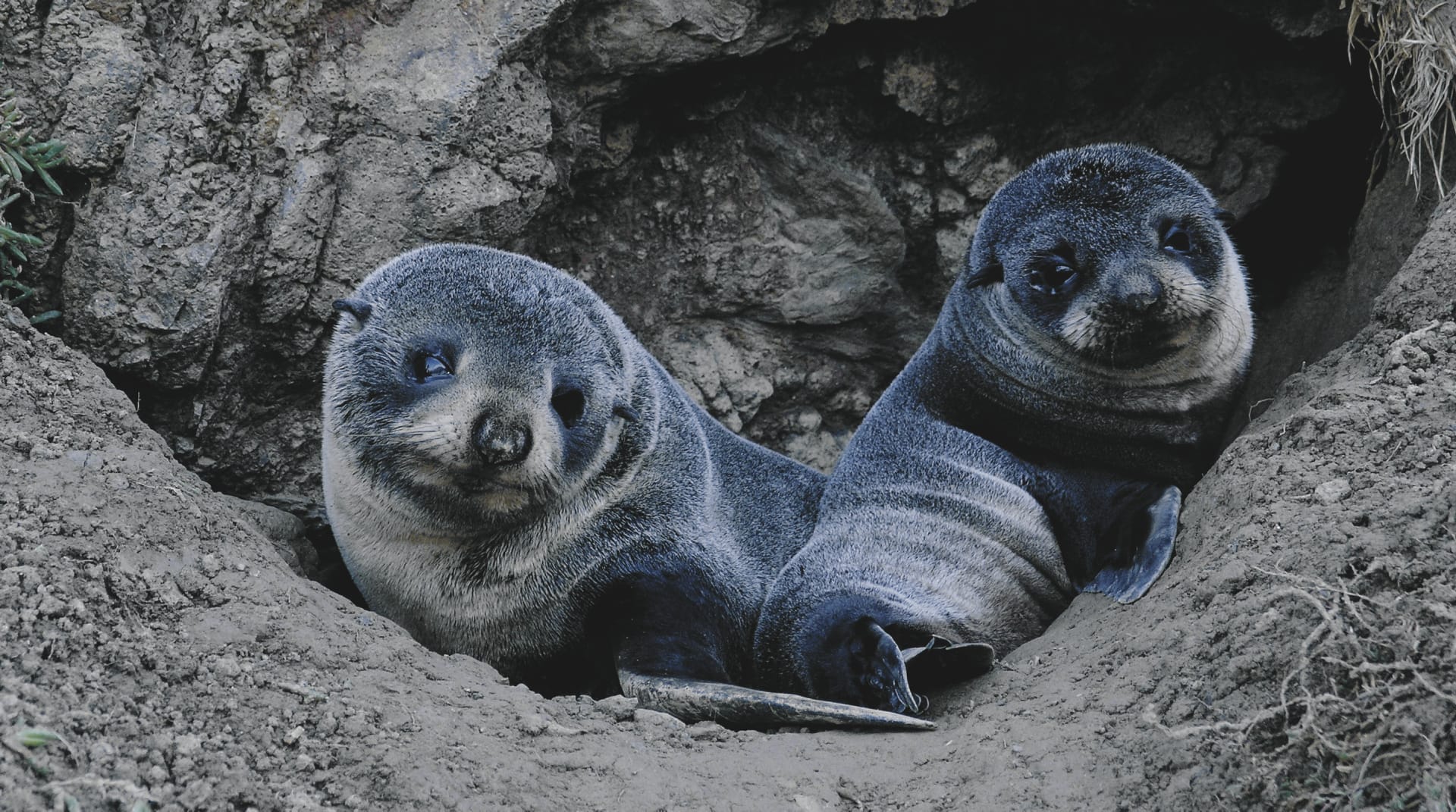 NZL_DIV_493_20090916_SS