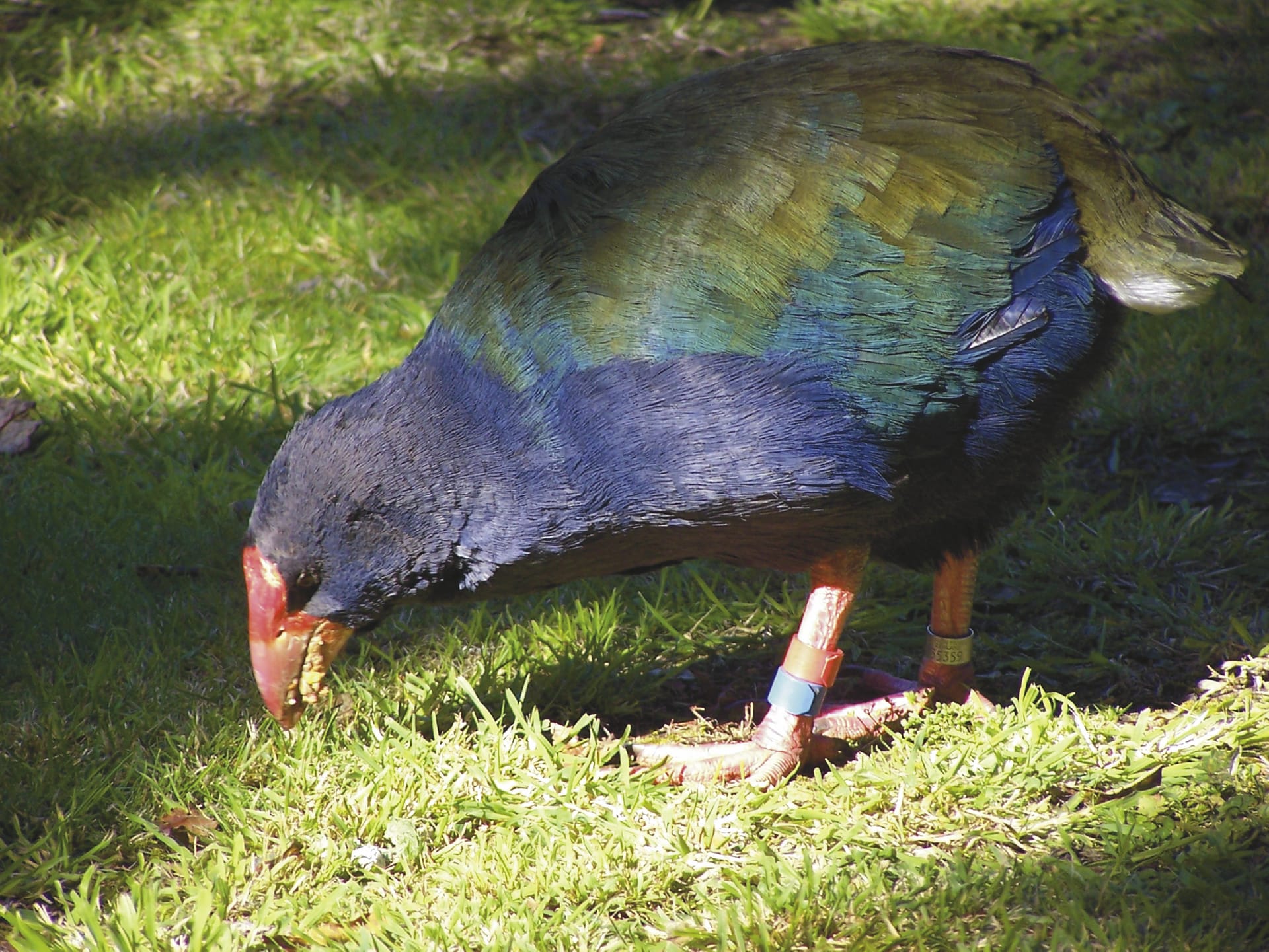 NZL_DIV_501_20090916_SS