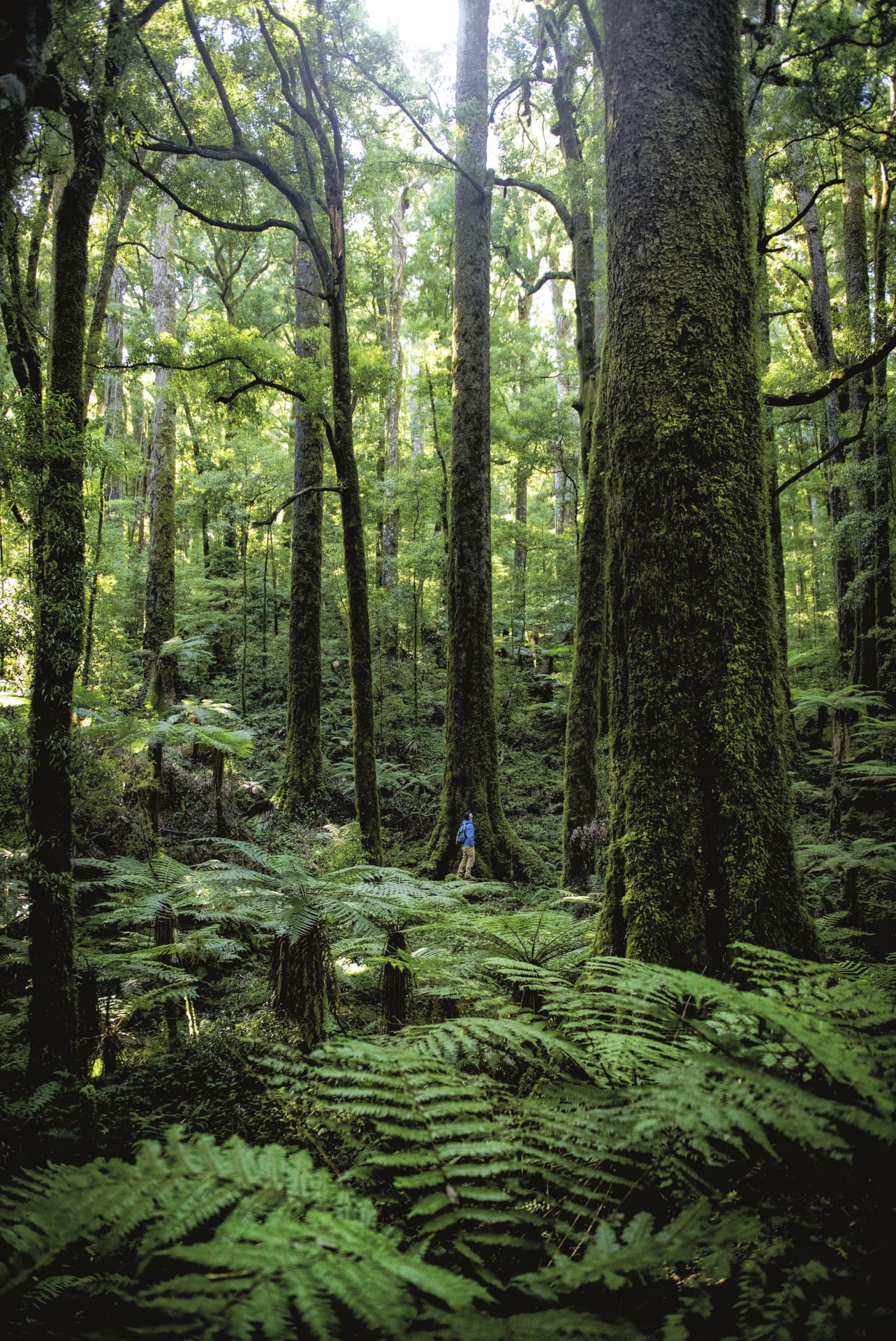 NZL_NIS_017_20170927_OL