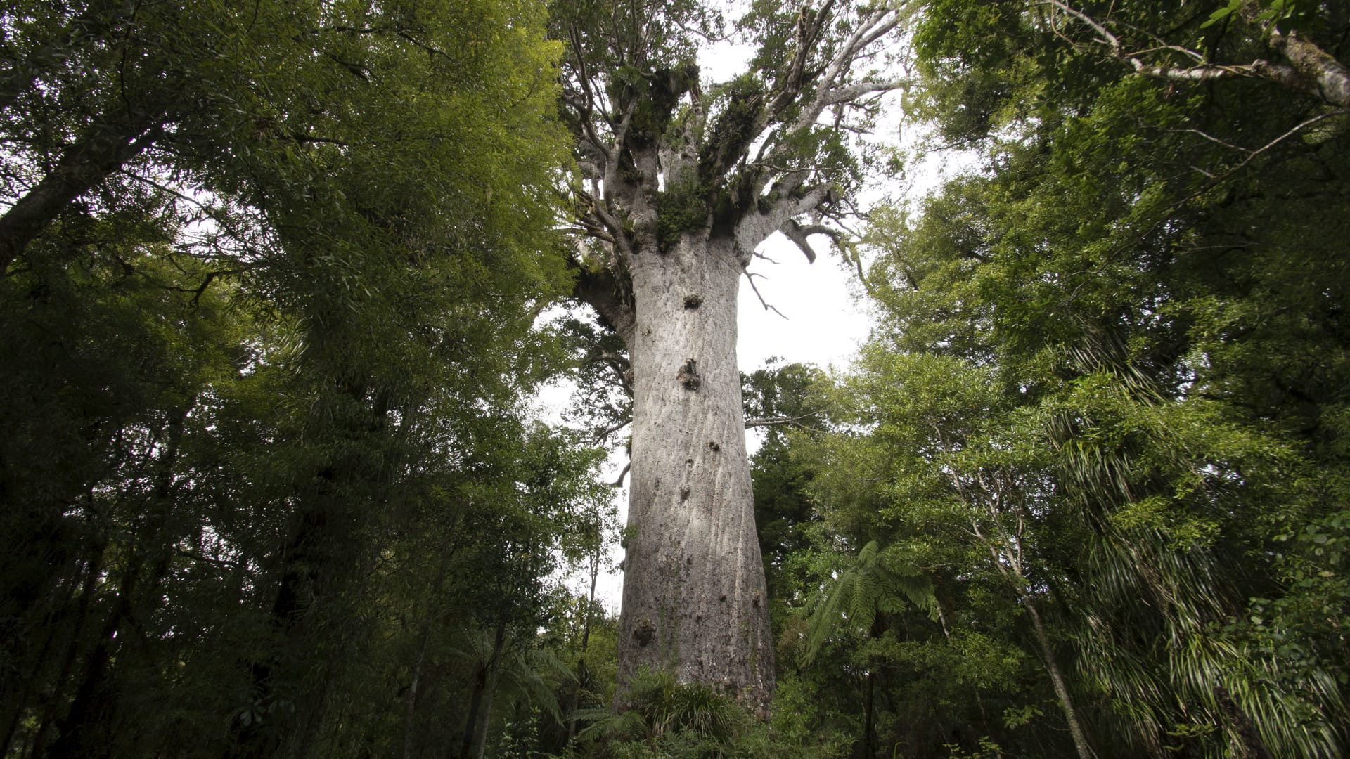 NZL_NIS_077_20140923_OL