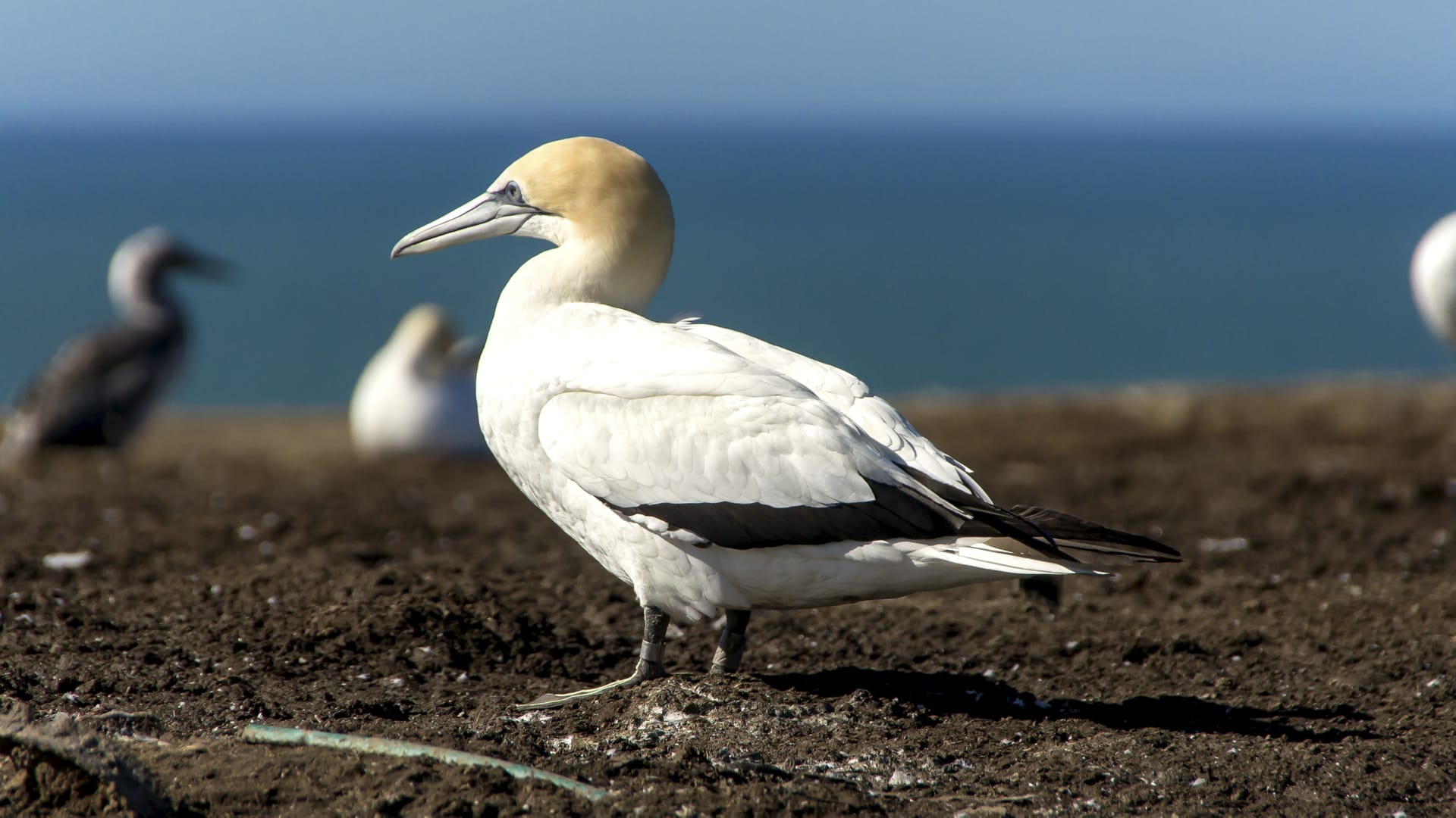 NZL_NIS_080_20140923_OL