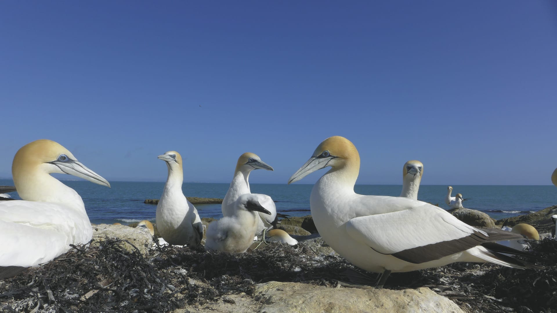 NZL_NIS_20191002_OL_4