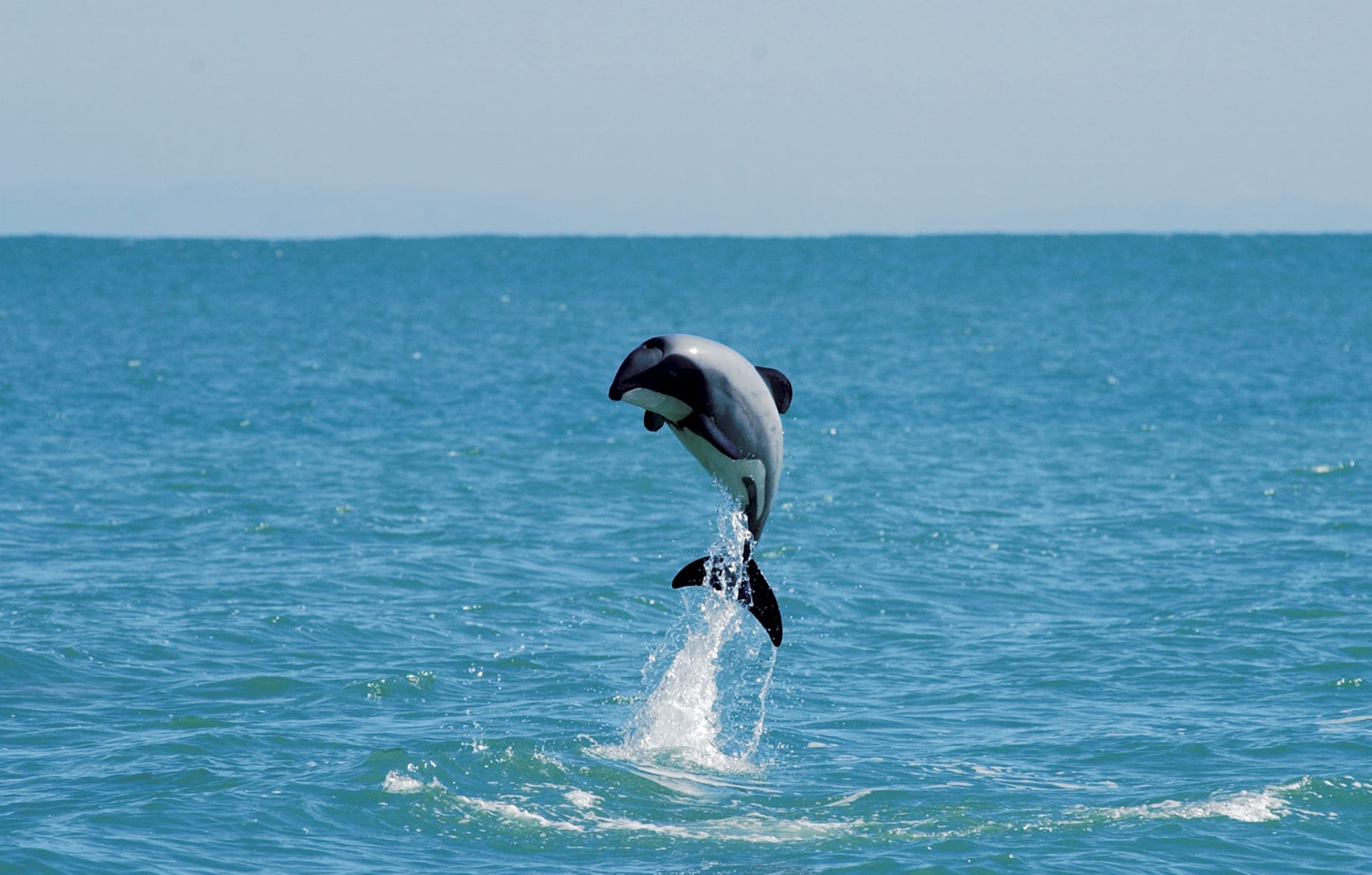 NZL_SIS_002_20140331_ss