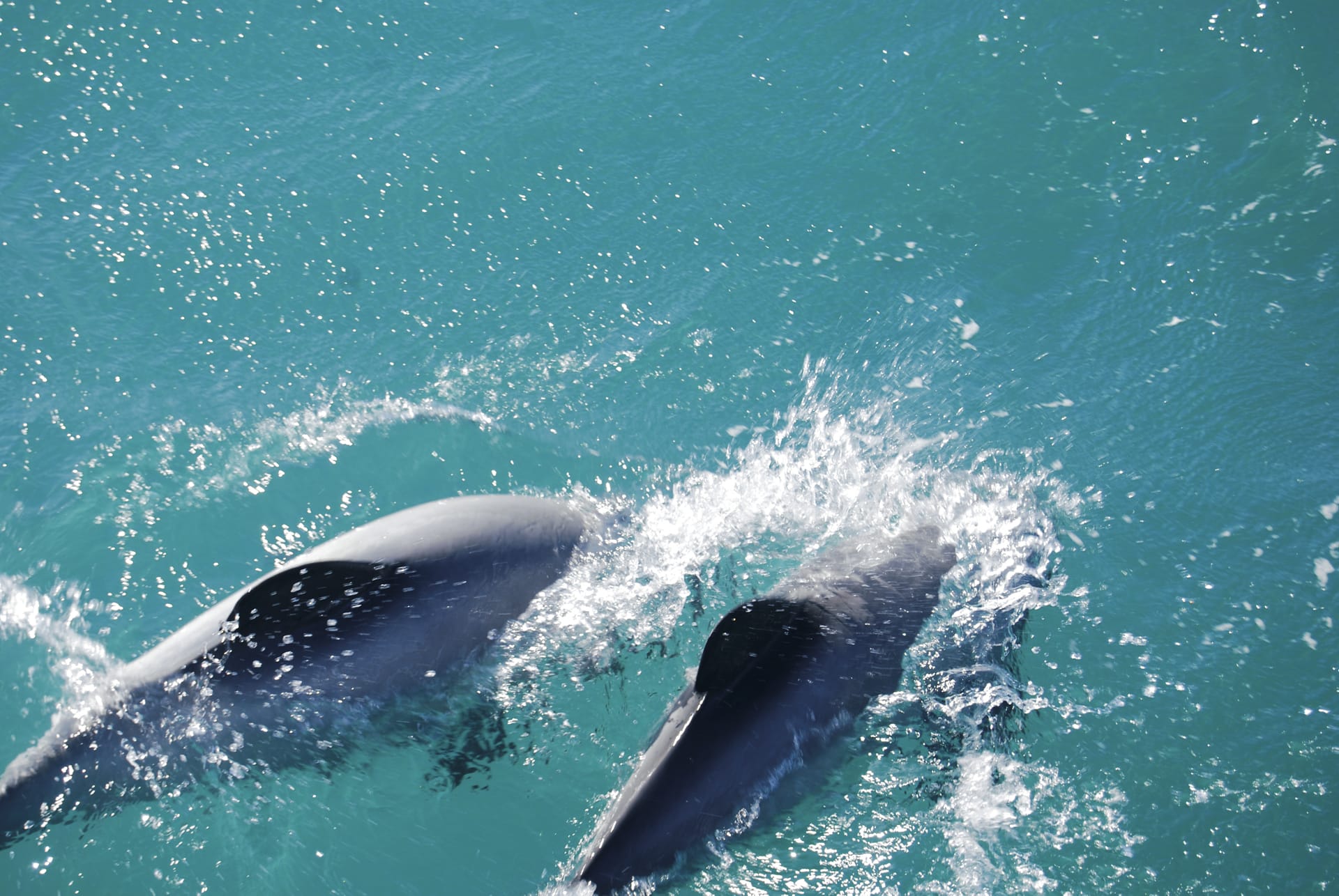 NZL_SIS_007_20140331_ss