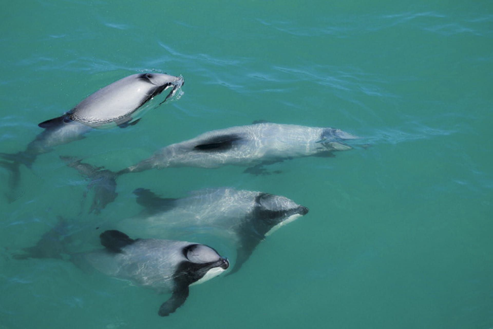 NZL_SIS_041_20140324_IvB