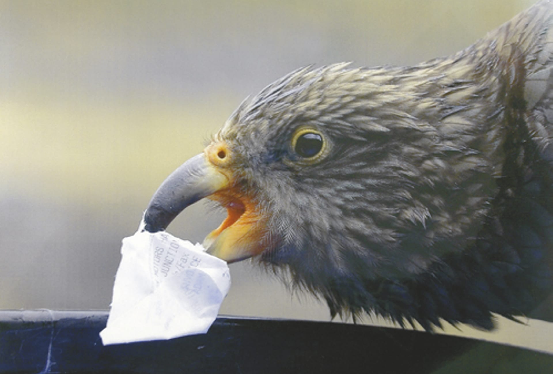 NZL_SIS_138_20070917_SS