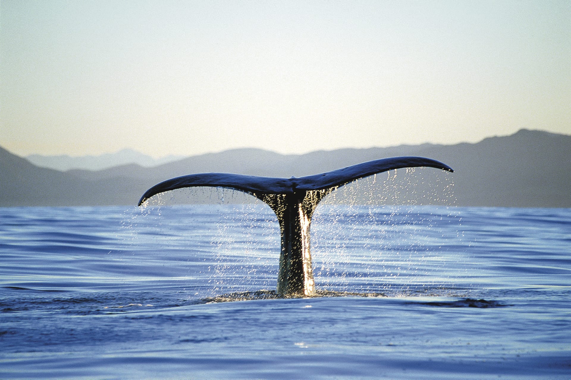 NZL_SIS_174_20101013_SS