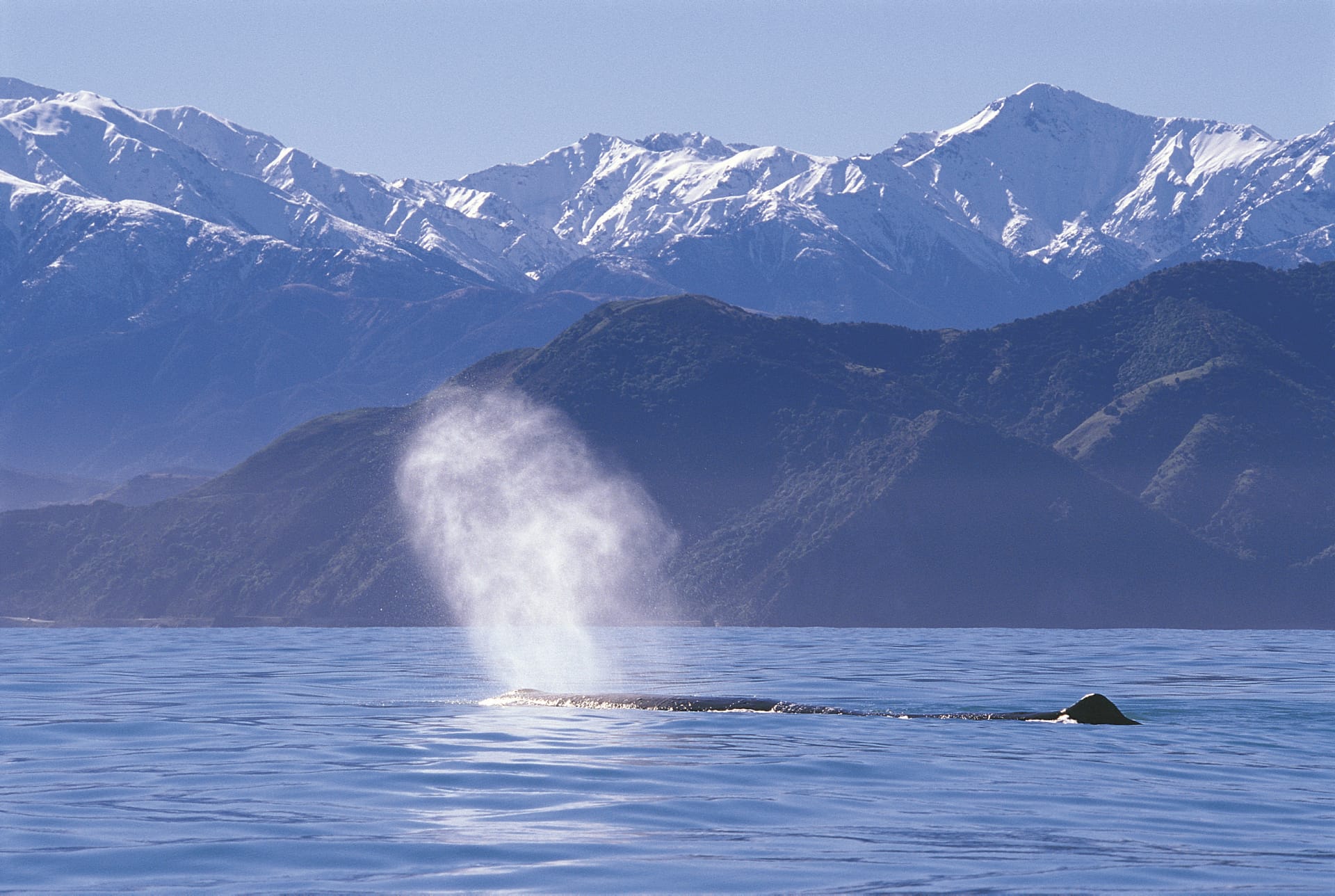 NZL_SIS_190_20090625_SS