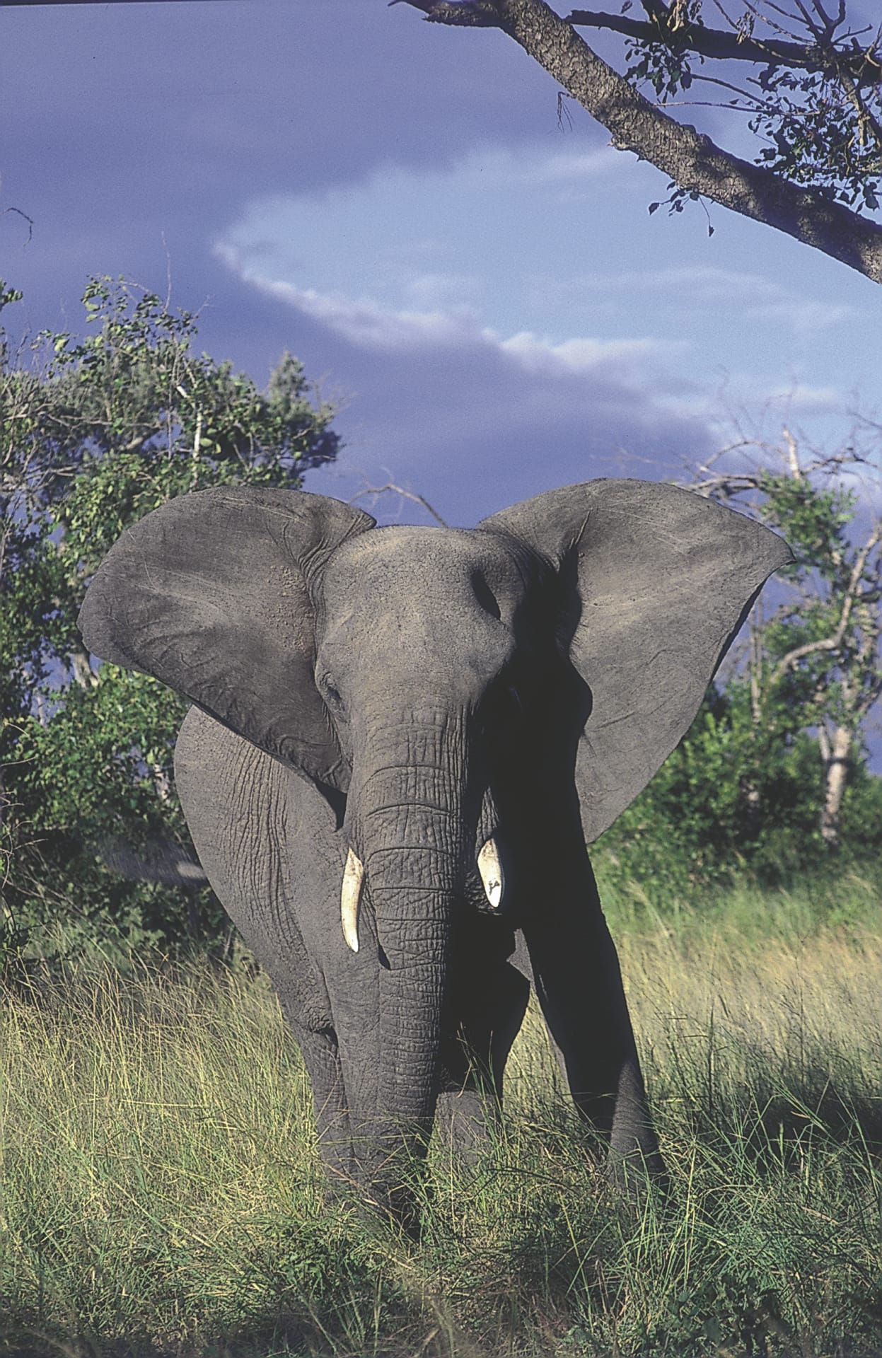 RSA_DIV_061_20070323_BR