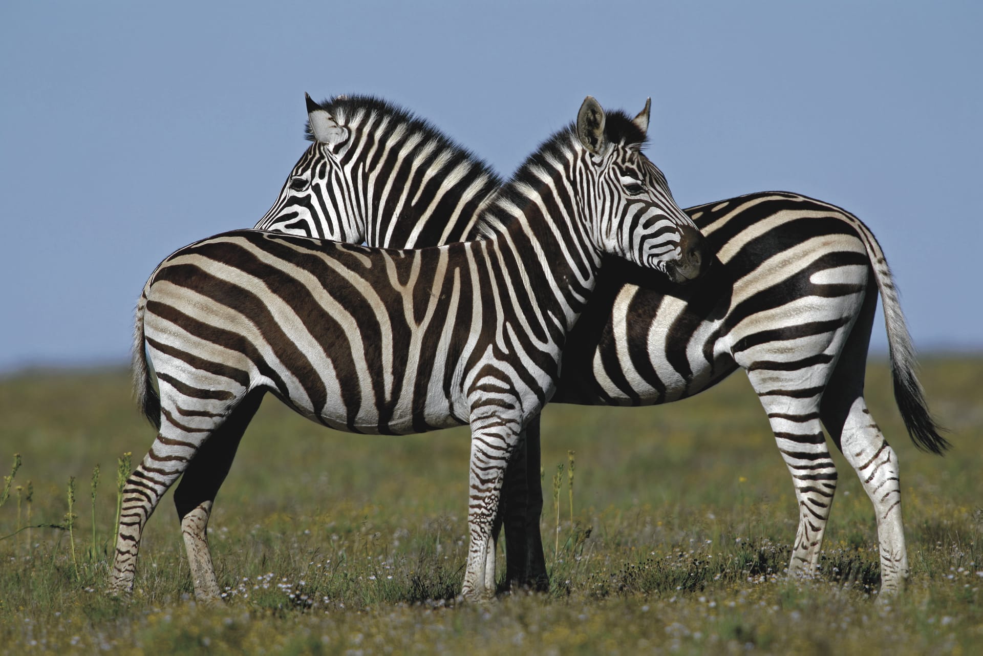 RSA_EAC_1124_20090320_SS