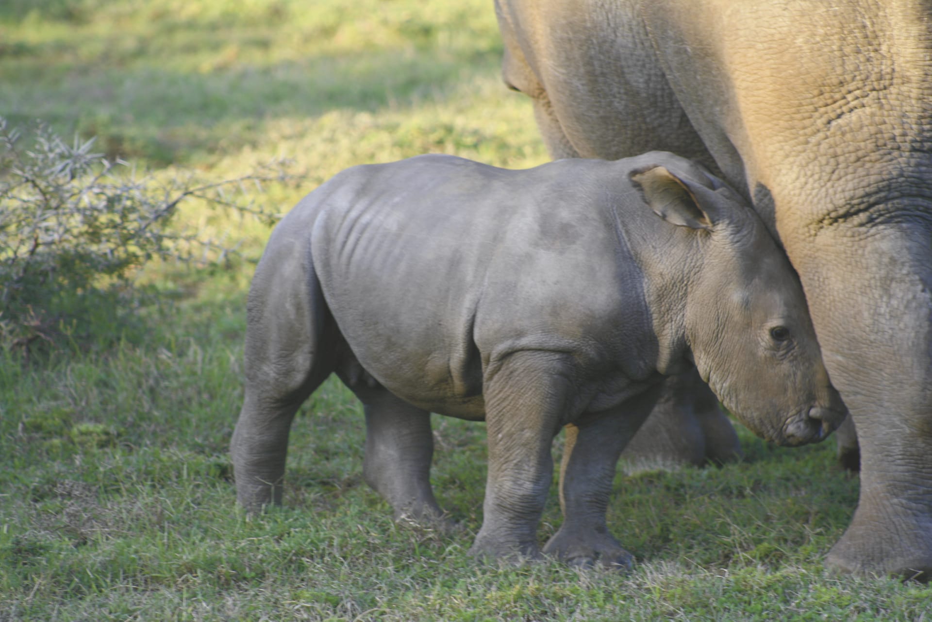 RSA_EAC_294_20071008_MM