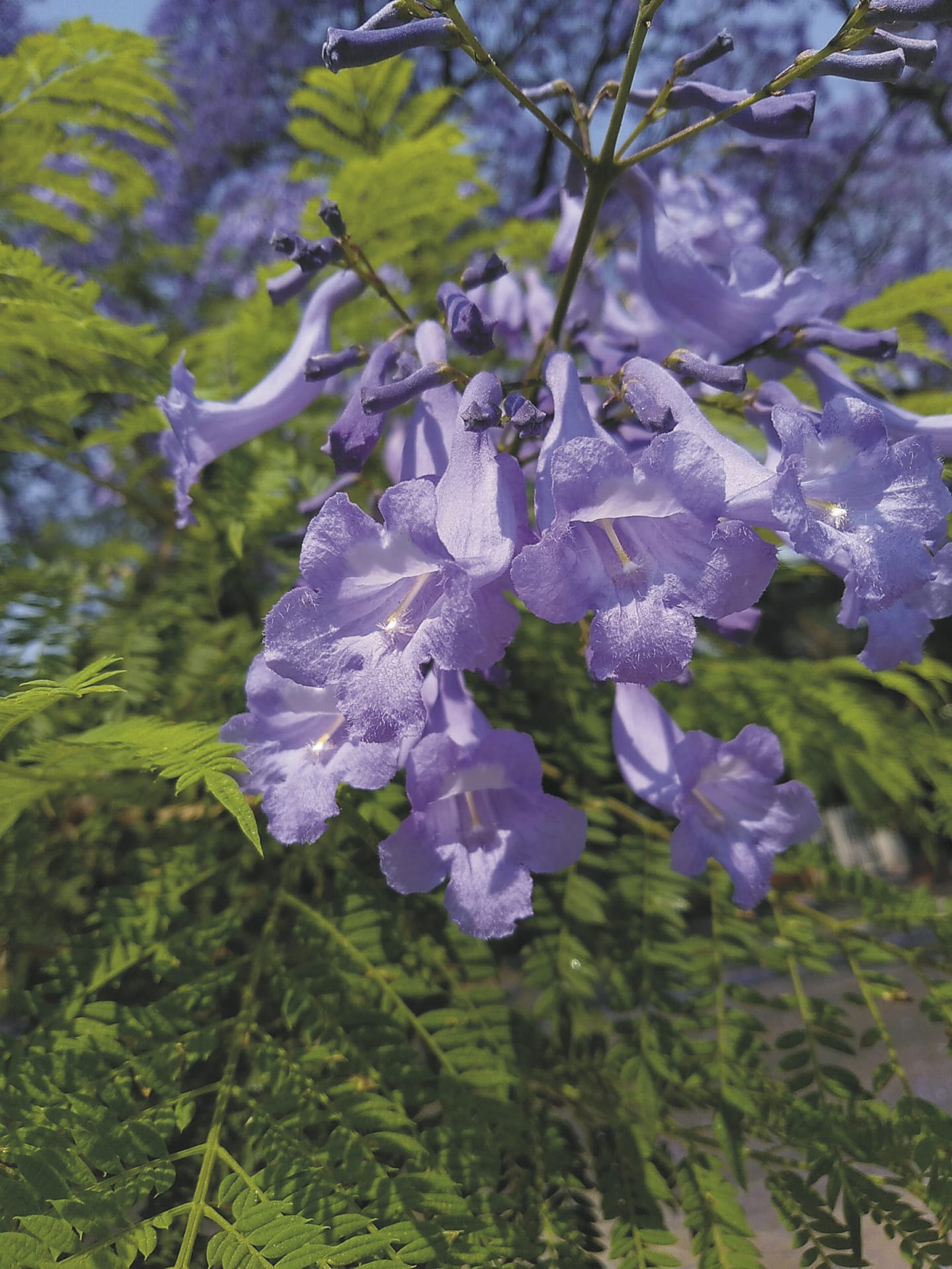 RSA_GAU_20230718_AD_200