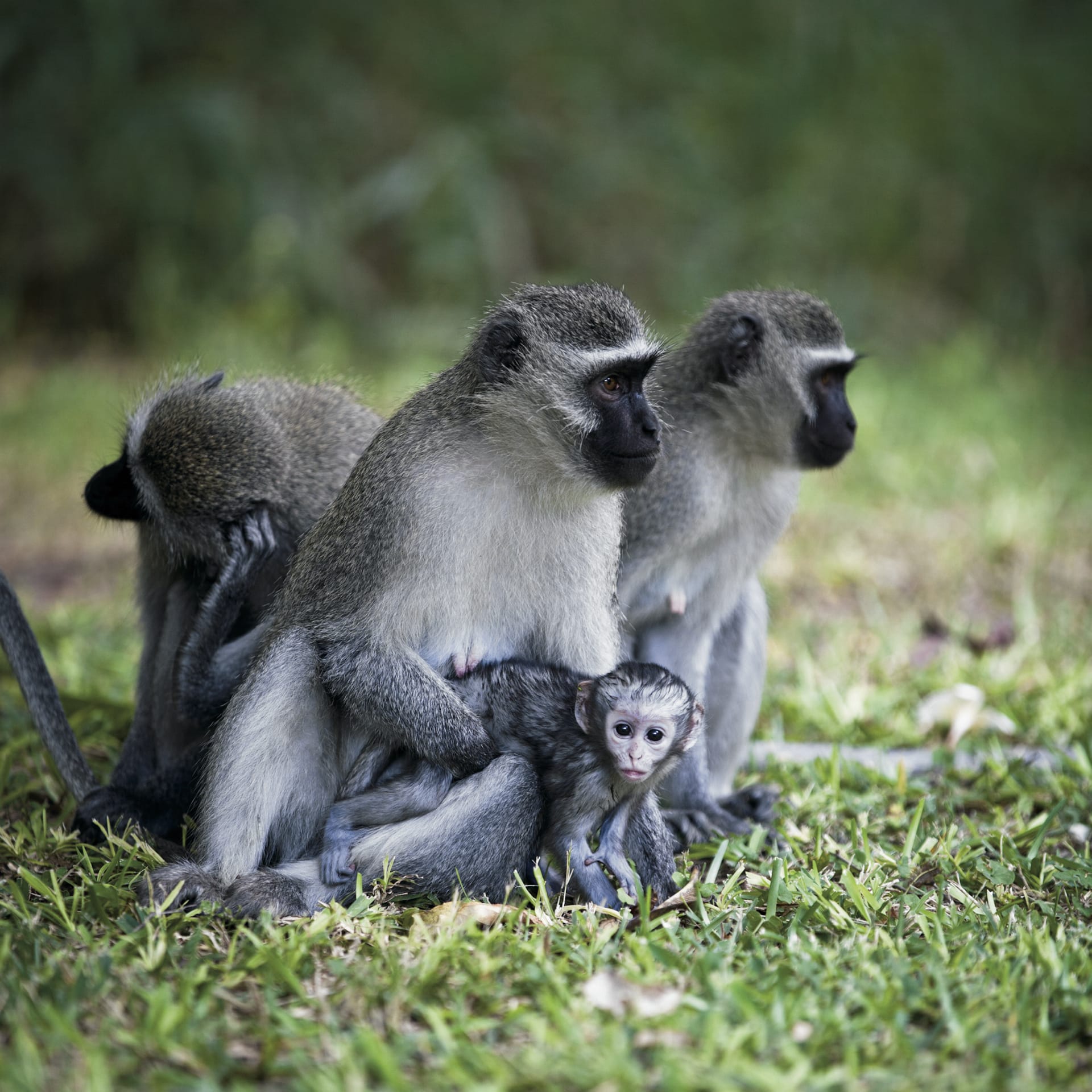 RSA_LIM_103_20130507_ss