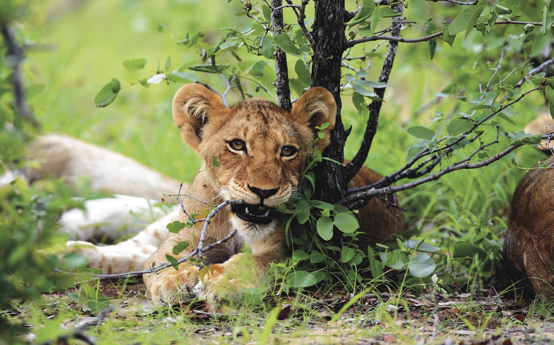 RSA_LIM_131_20100604_SS