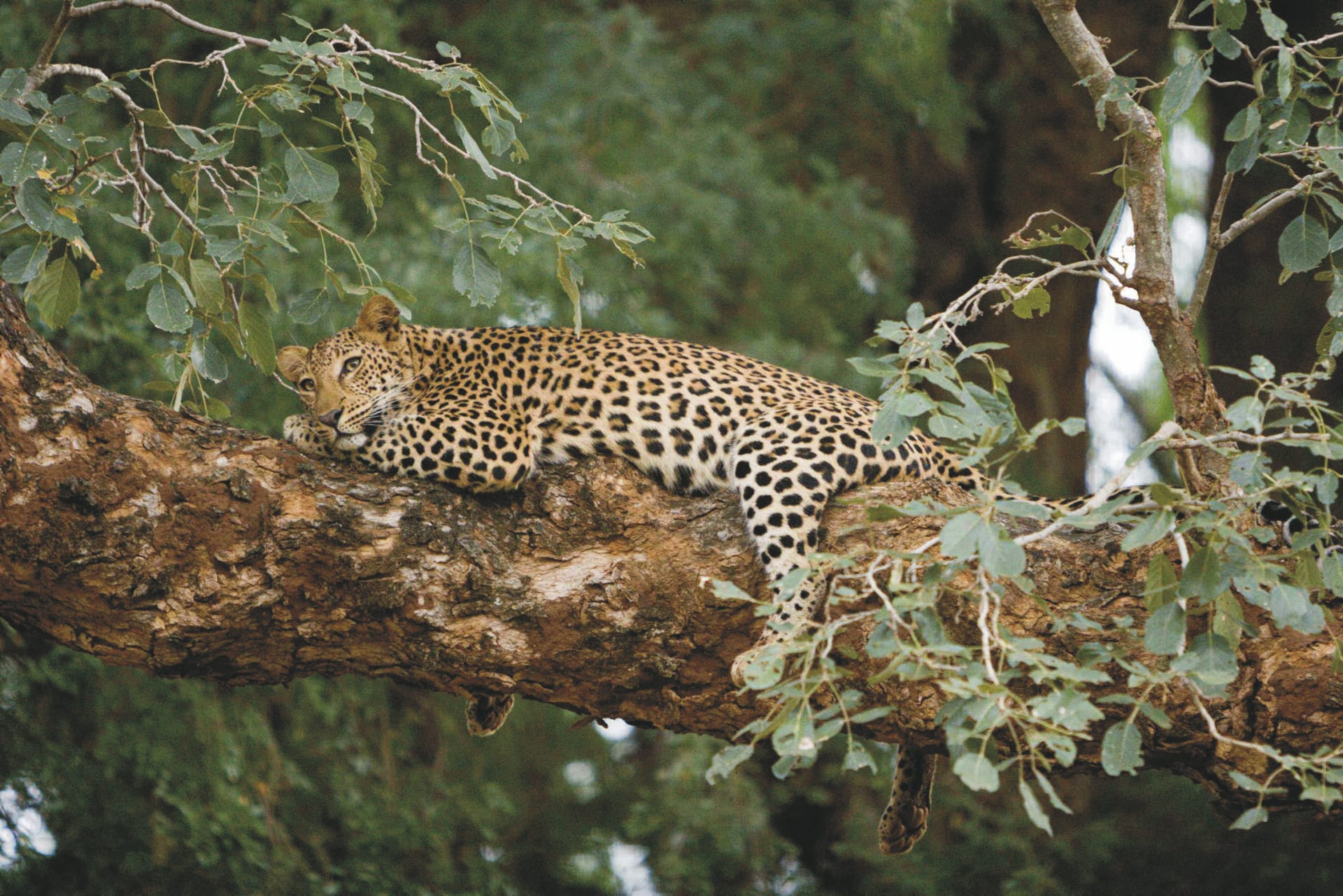 RSA_LIM_20190815_AD_8