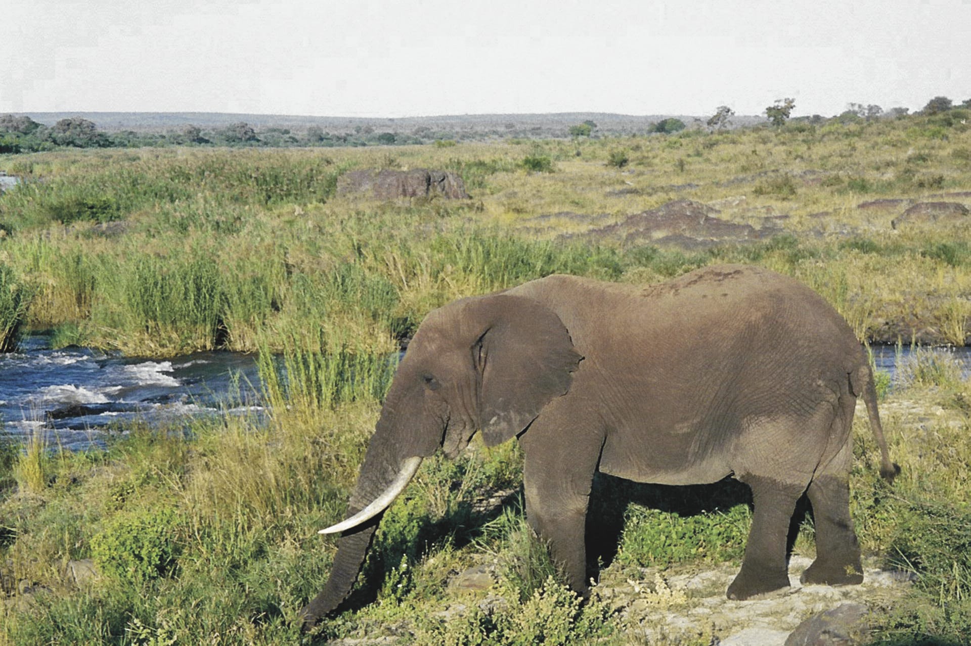 RSA_MPL_1480_20090615_SS