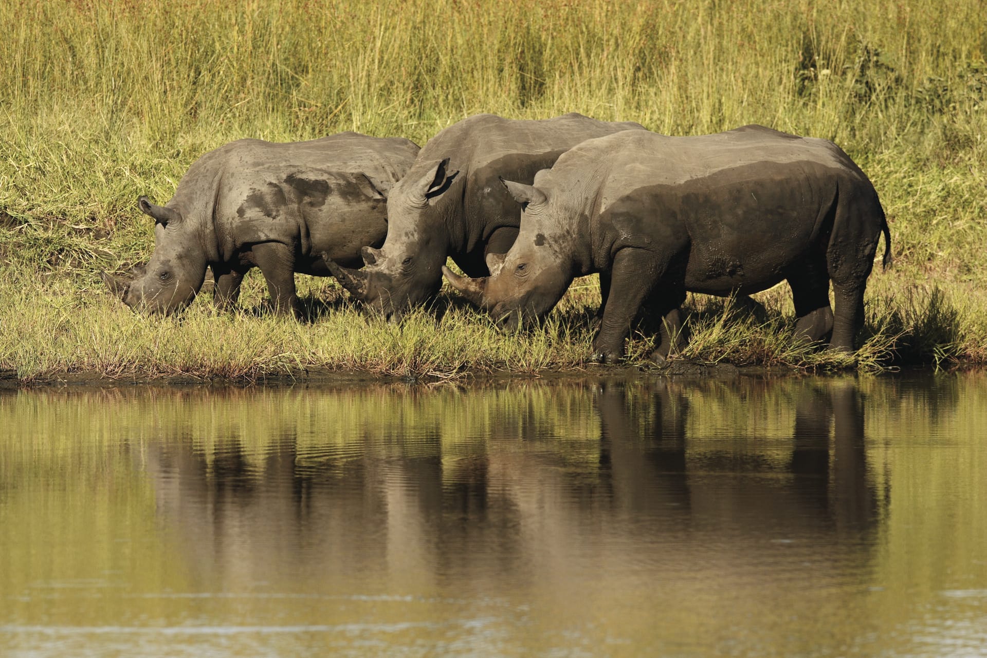 RSA_MPL_1531_20130715_AD