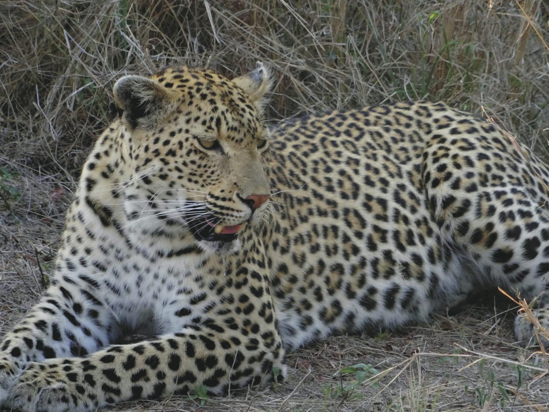 RSA_MPL_20220701_AD_7