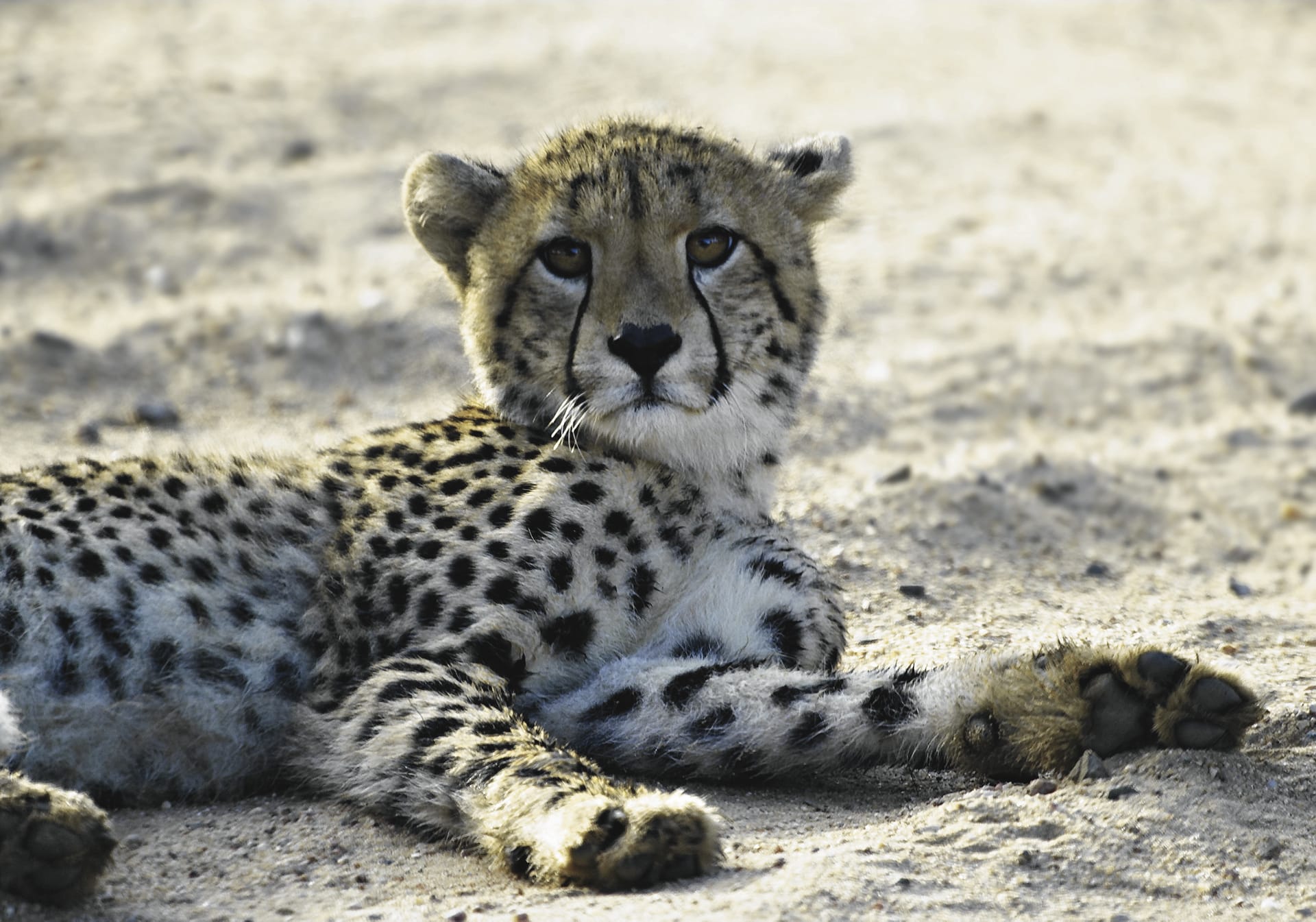 RSA_MPL_302_20070910_MM