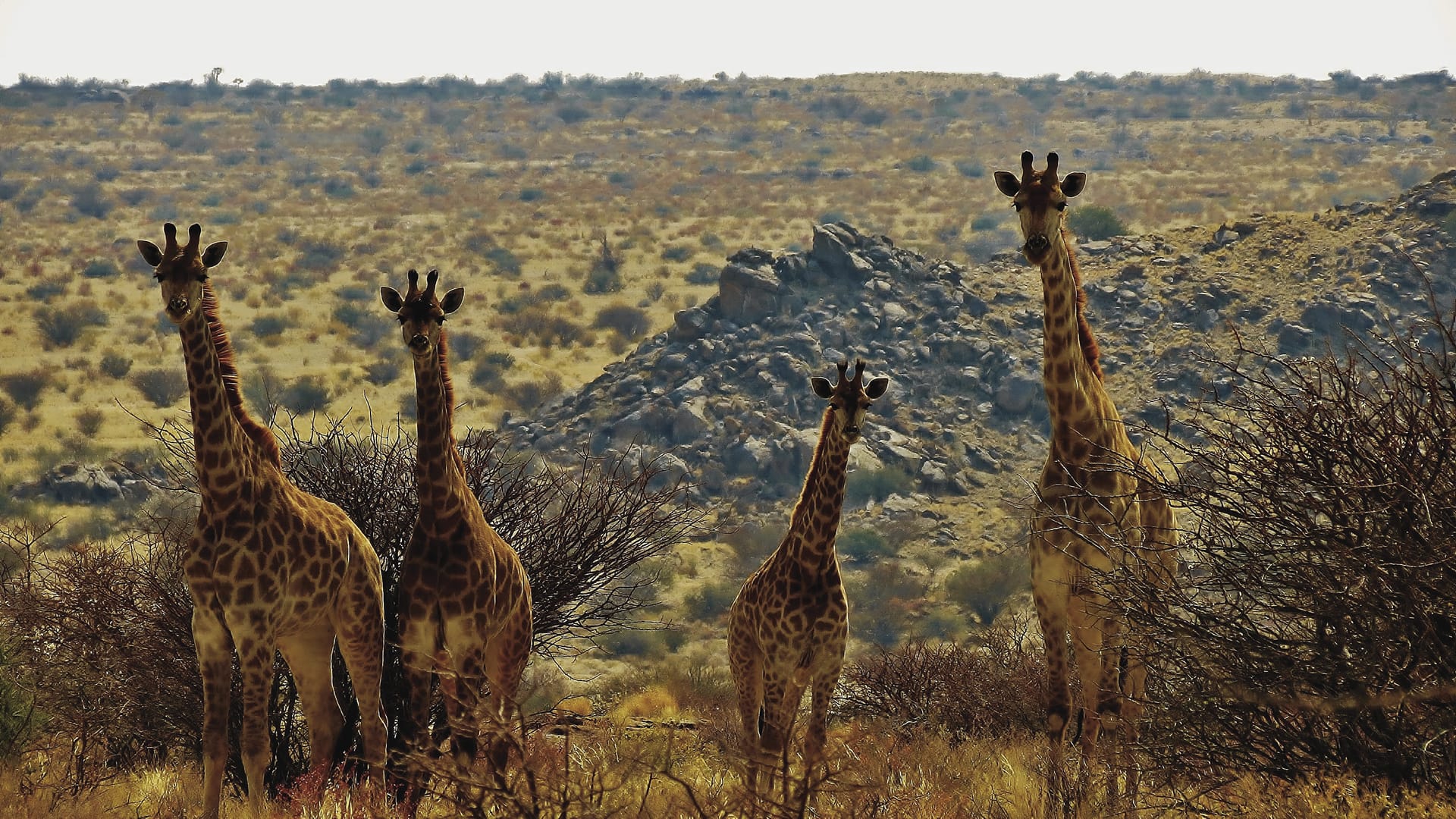 RSA_NOC_055_20160628_ss