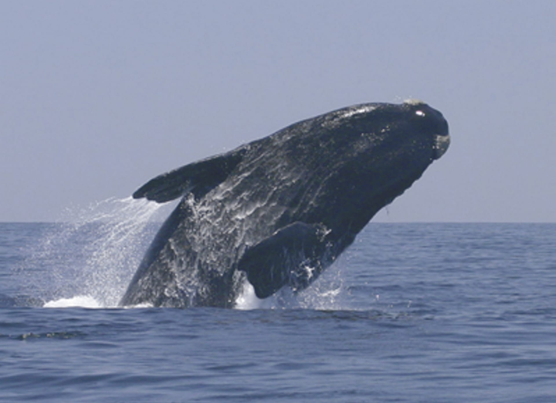 RSA_WEC_016_20070824_SS