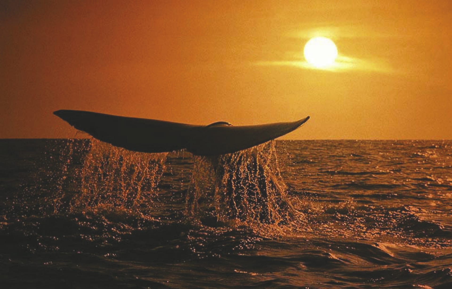 RSA_WEC_111_20070323_BR