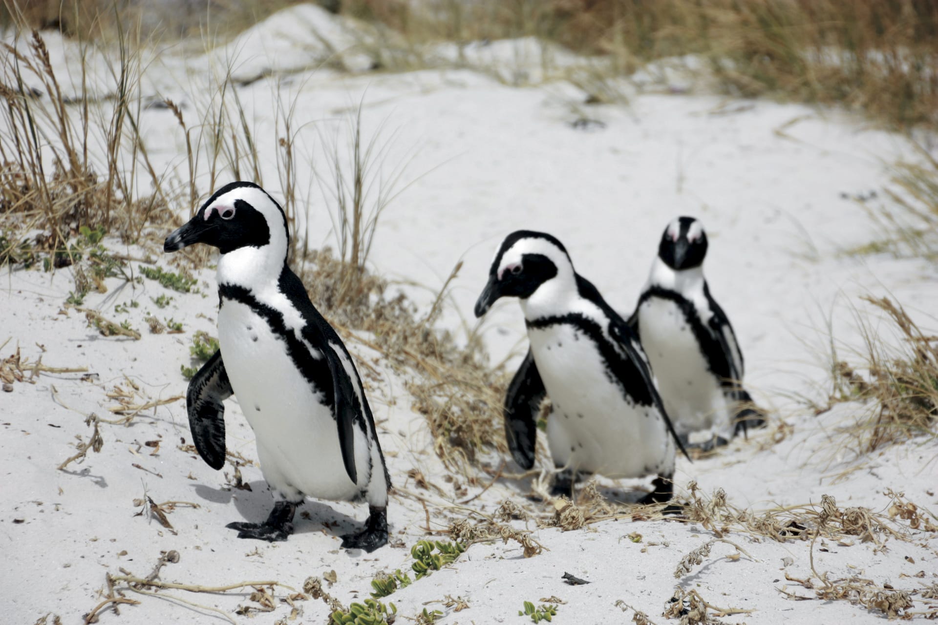 RSA_WEC_126_20160727_AD