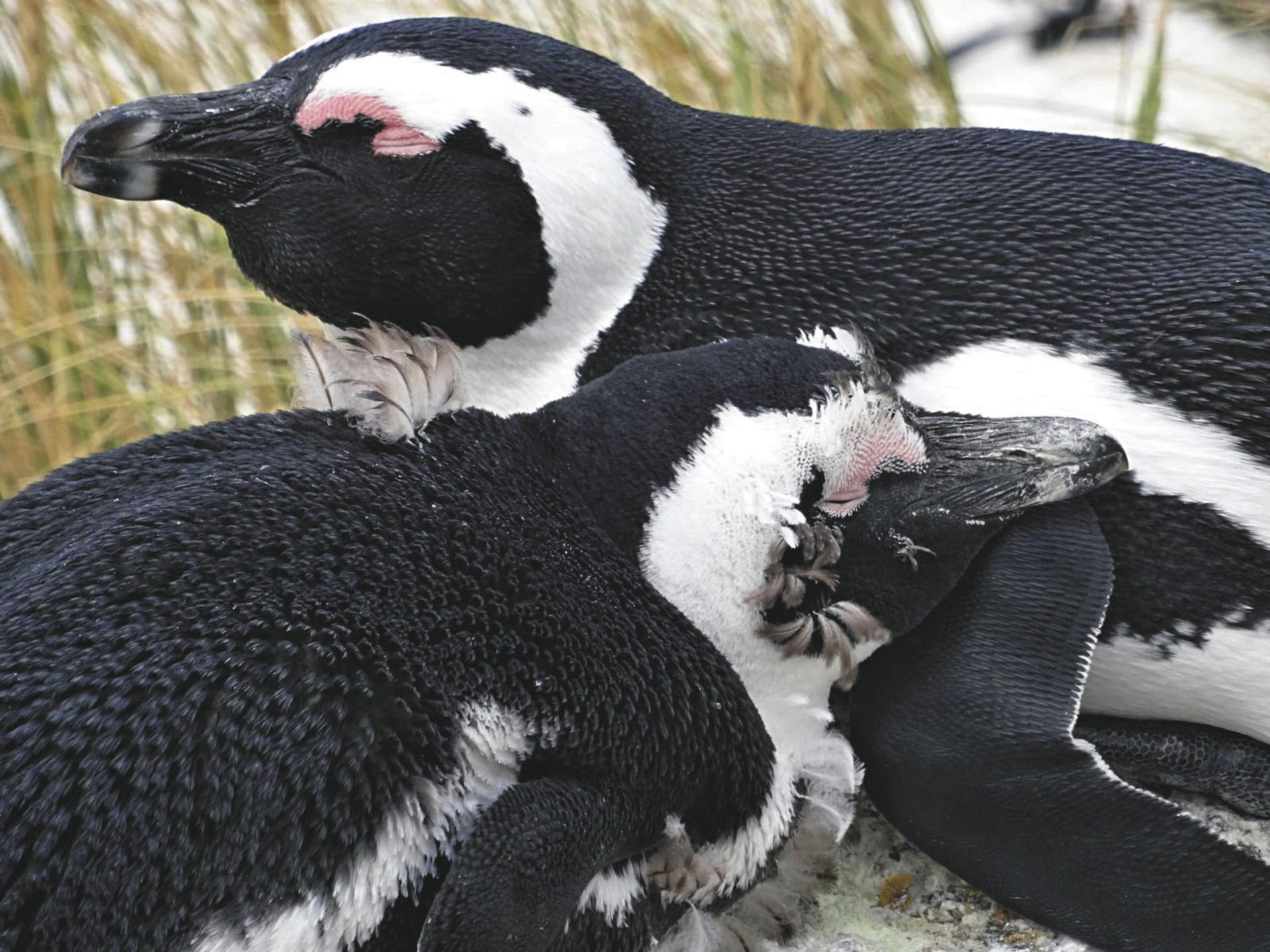 RSA_WEC_20220701_AD_8