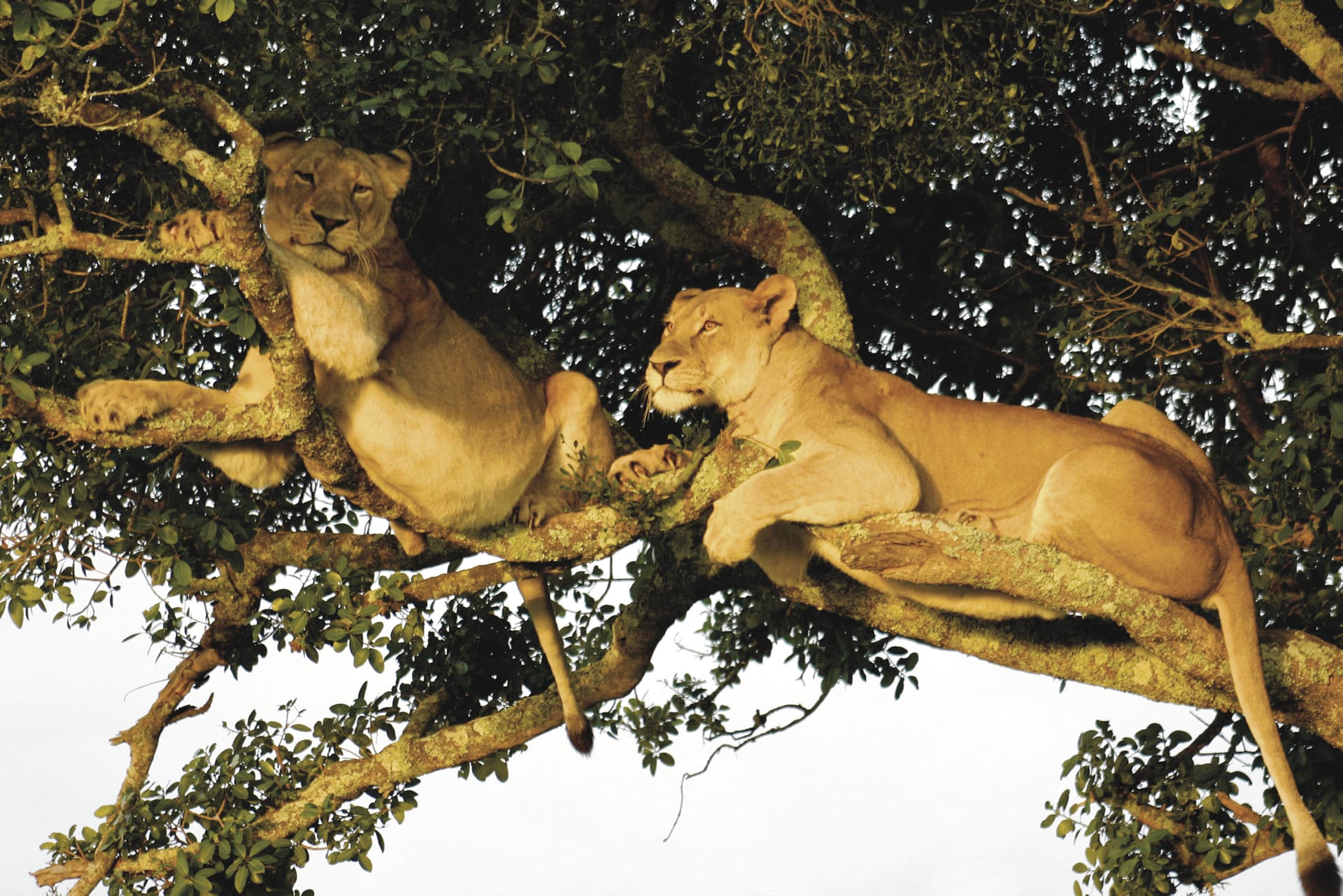 RSA_WEC_225_20100804_SS