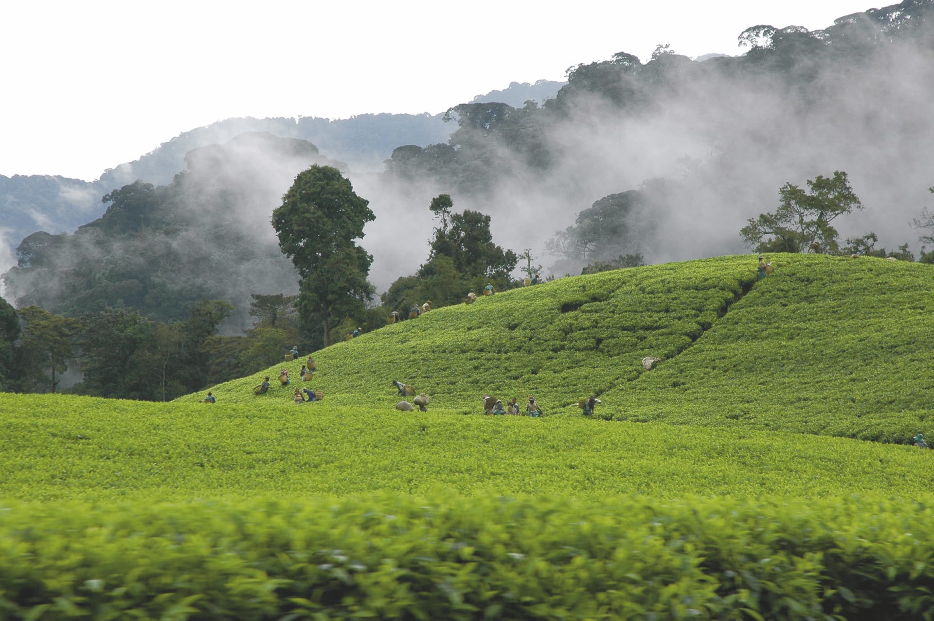 RWA_DIV_1898_20090818_SS